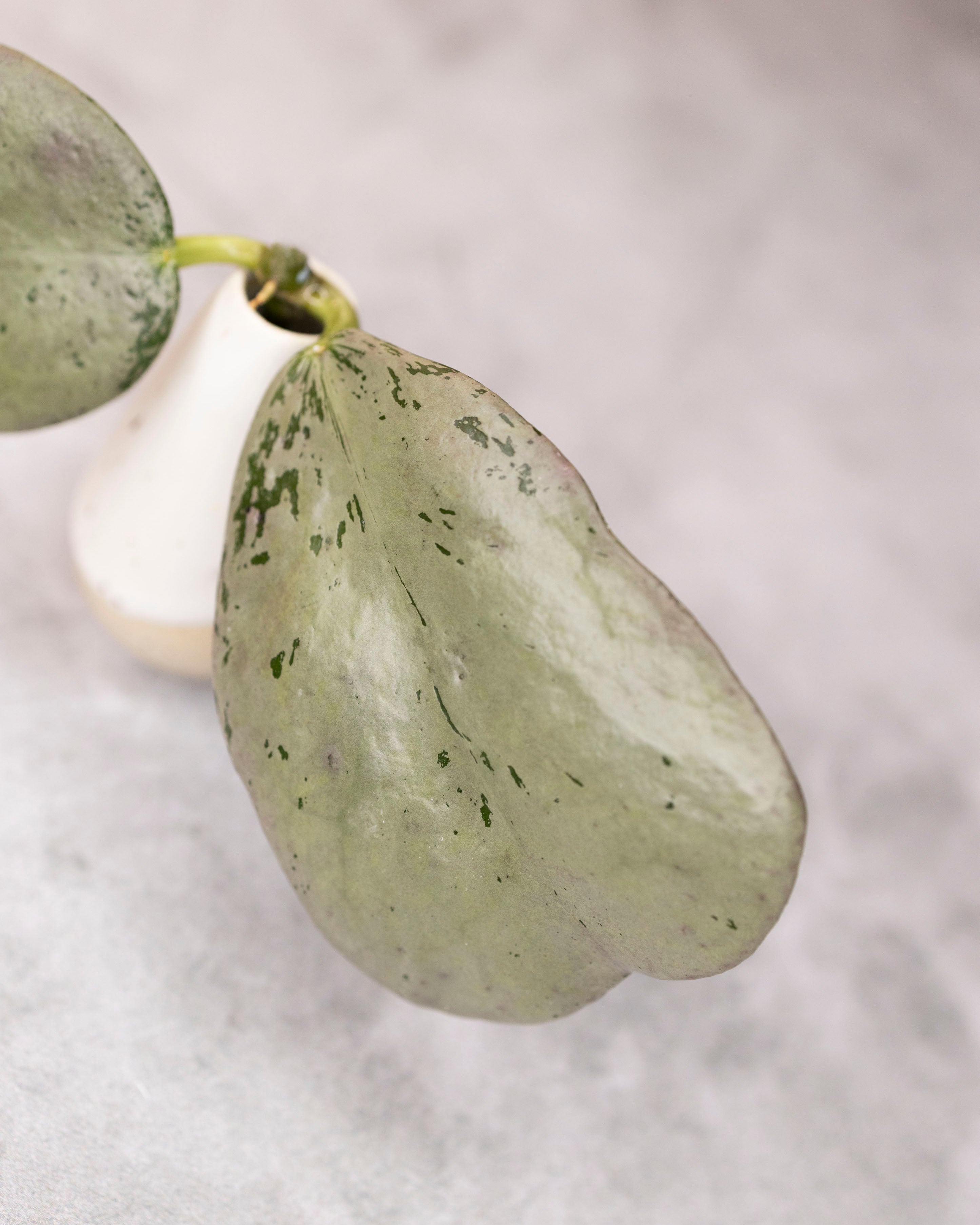 Hoya sp. Chiang Dao (Silver) – Hoya Cuttings