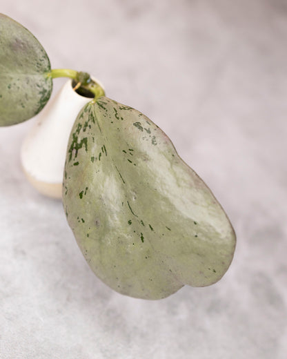 Hoya sp. Chiang Dao (silver)