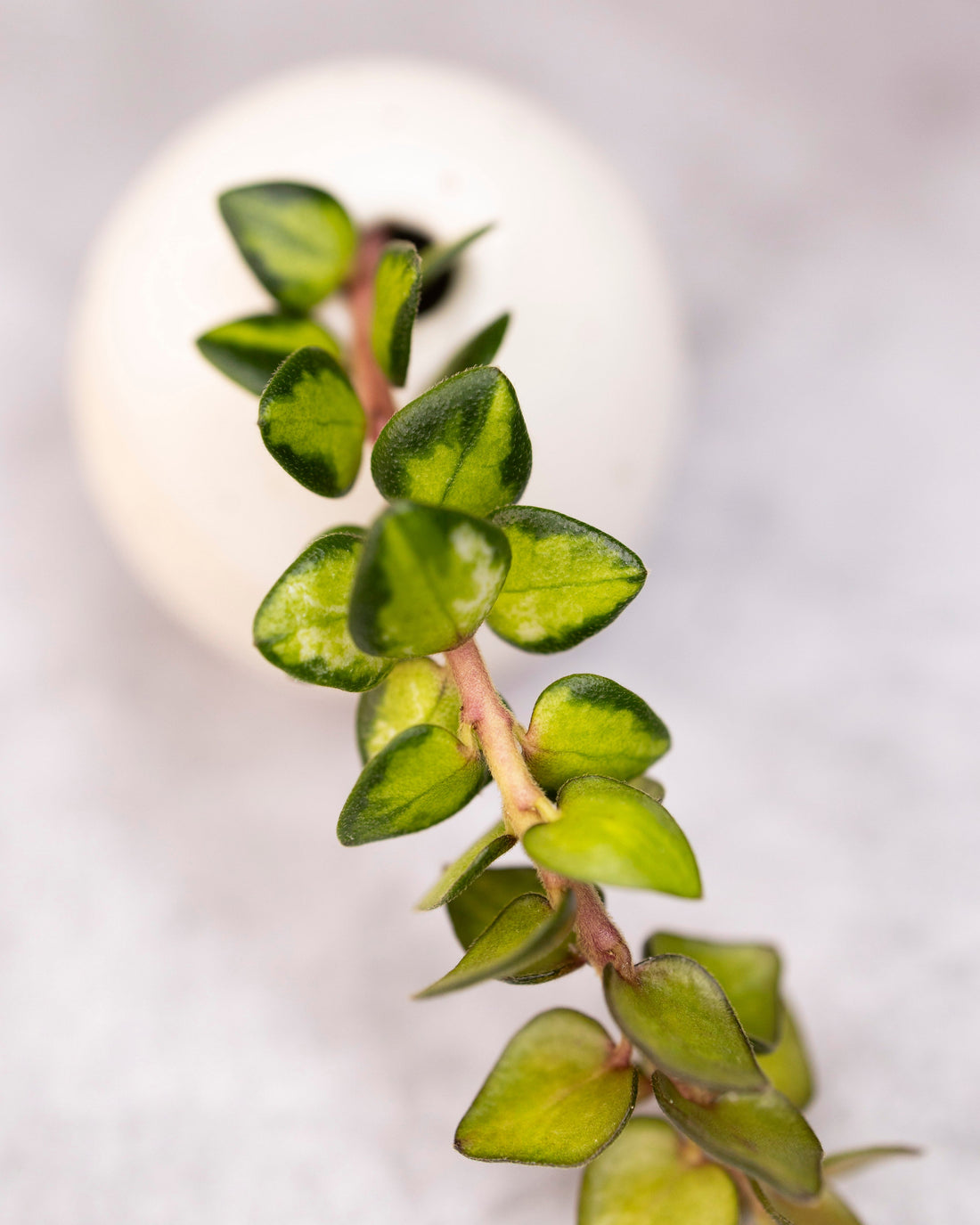 Hoya chinghungensis variegated