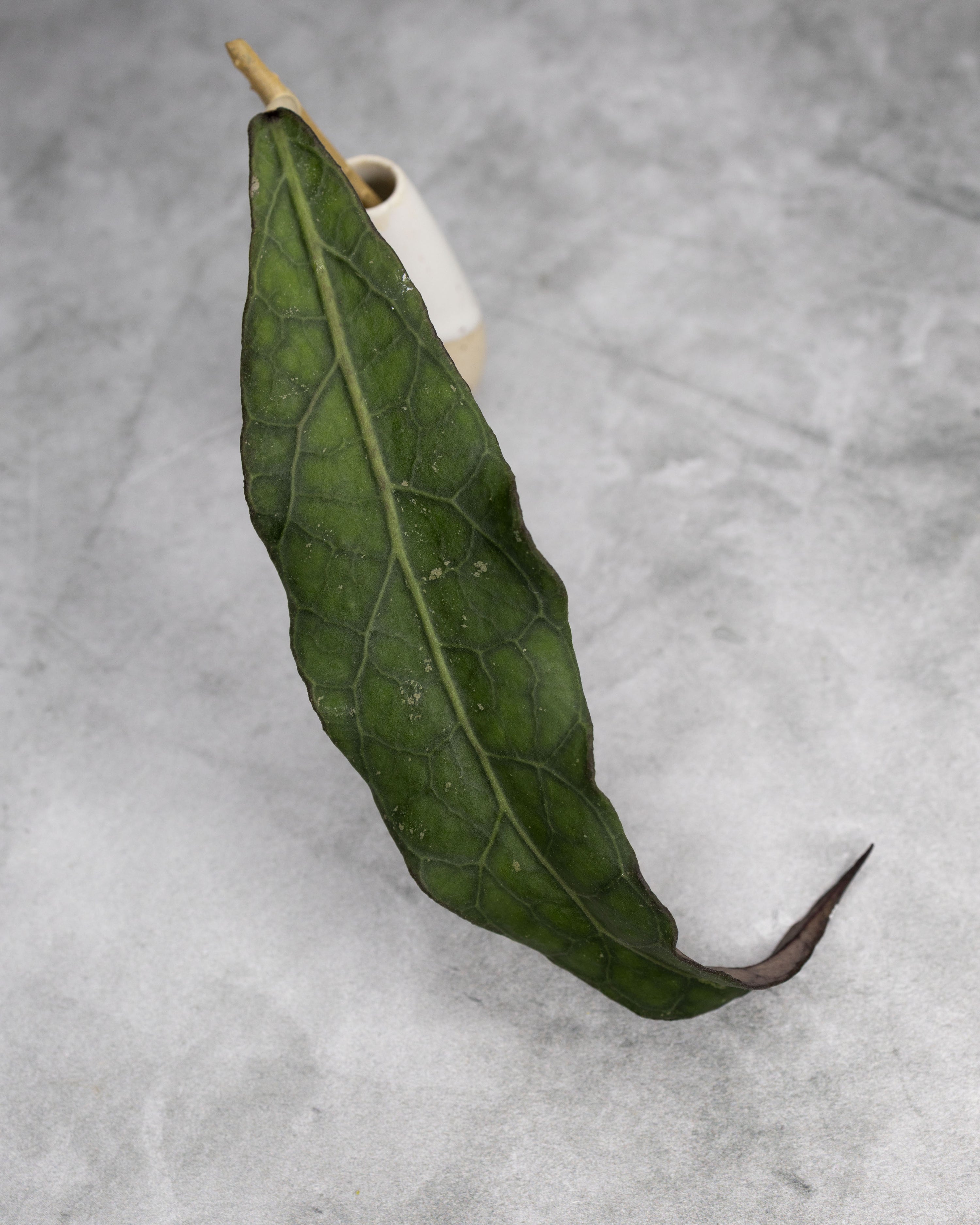 Hoya clemensiorum (Long Leaf)