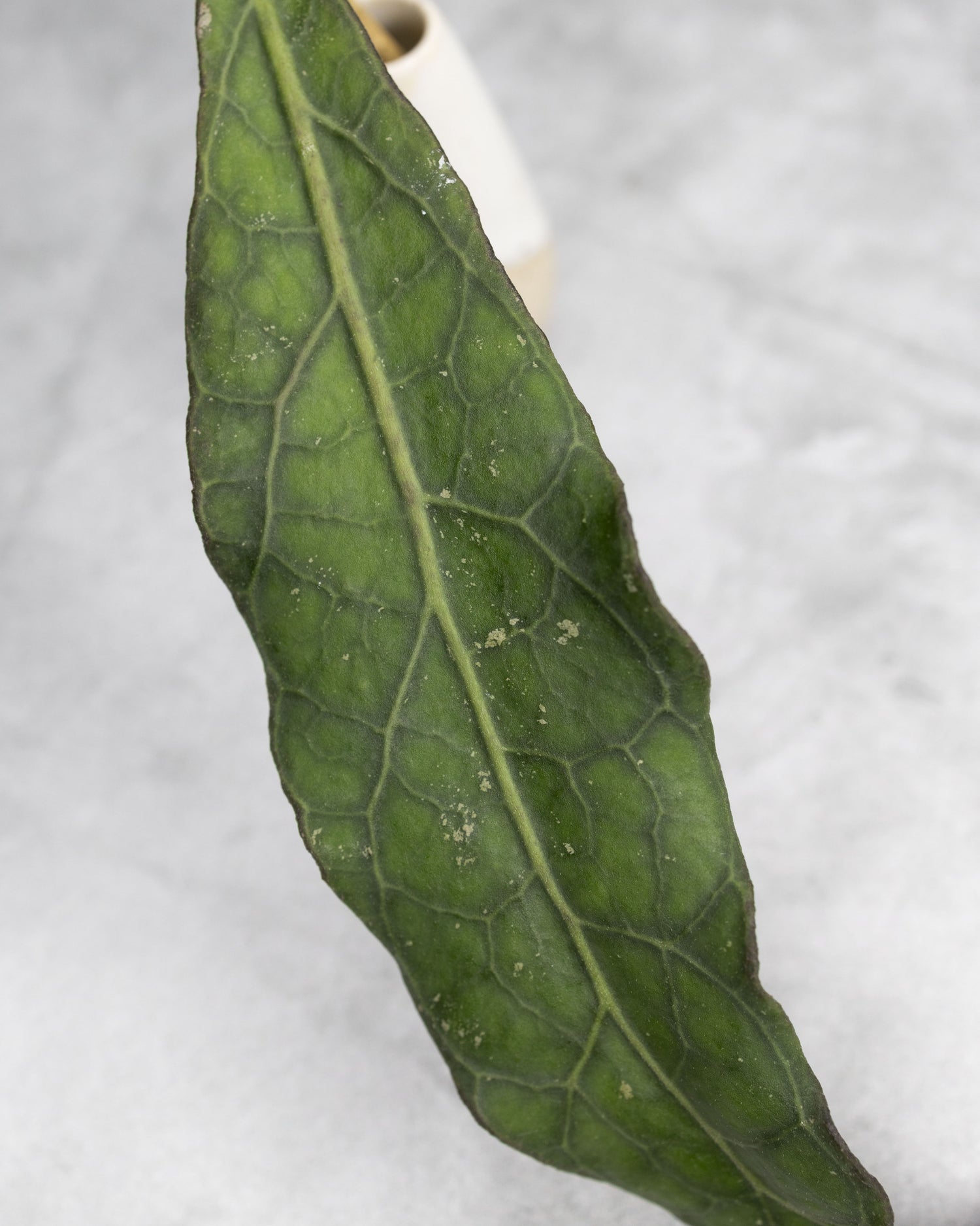 Hoya clemensiorum (Long Leaf)