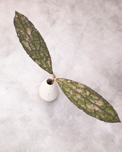 White vase with green leaves on a light gray background