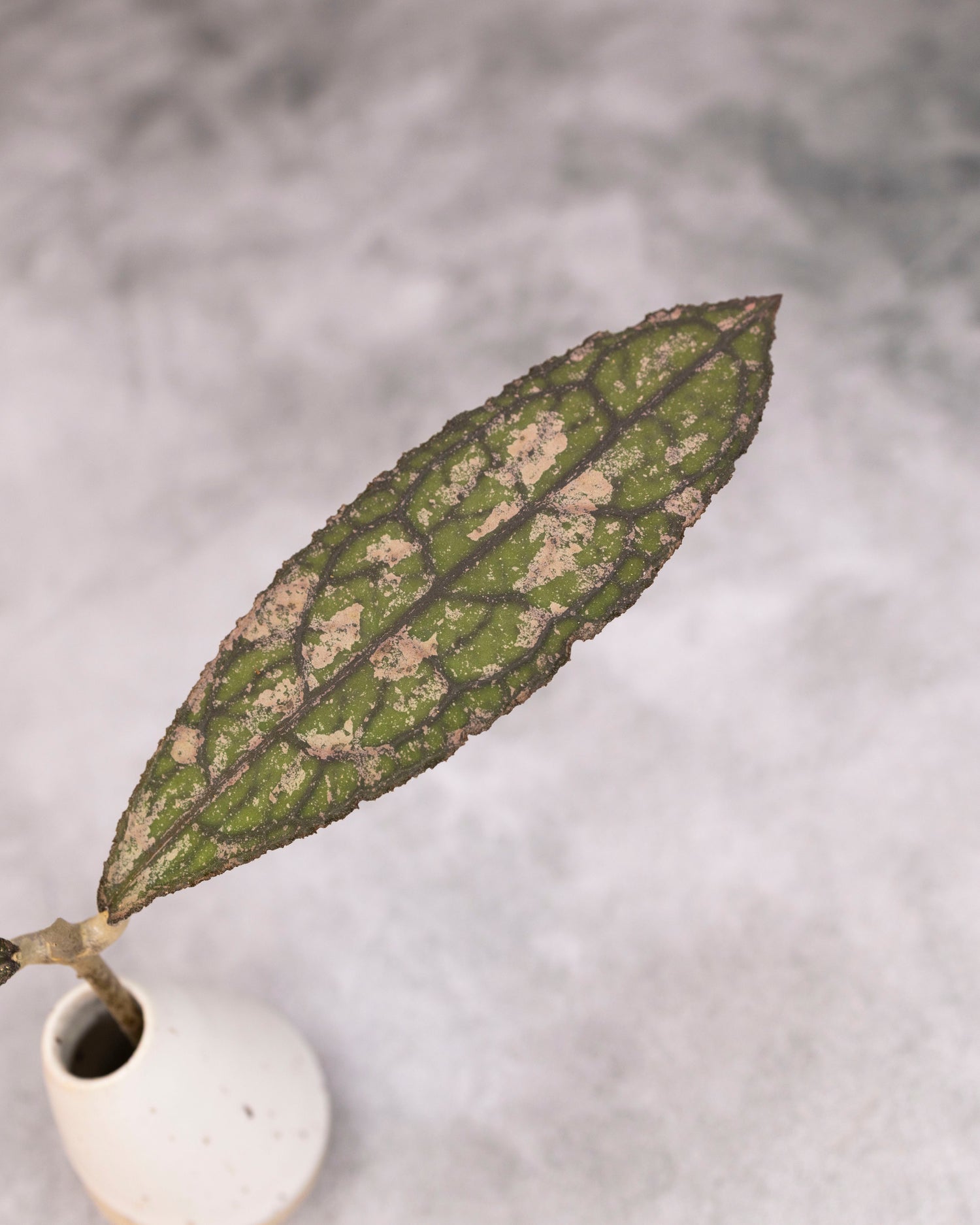 Single leaf with brown spots in a white pot on a gray background