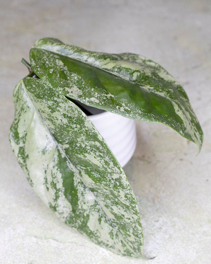 An unrooted cutting of Hoya Coriacea Silver Splash with silver and green foliage, placed on a white surface.