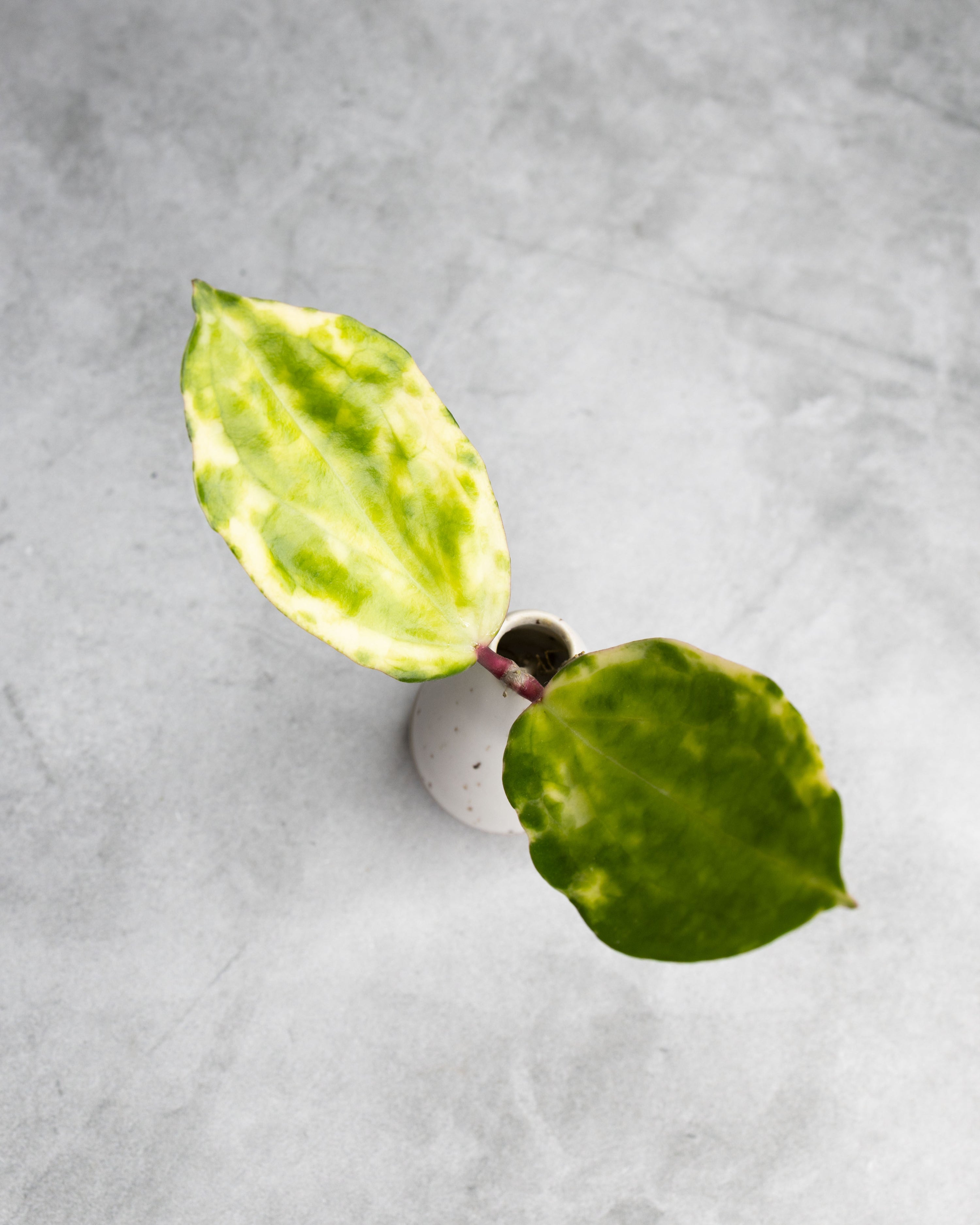 Hoya &