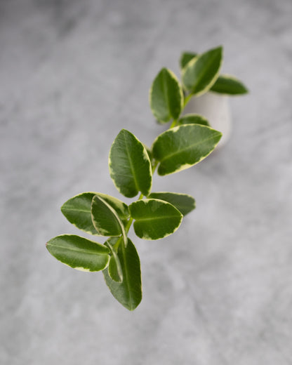 Hoya cummingiana (Albomarginata)