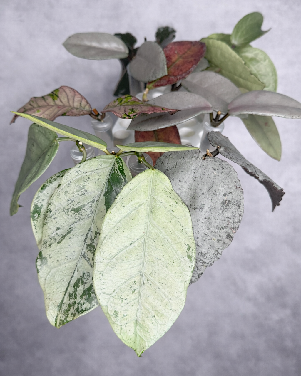 Fiddle leaf fig plant with green and red leaves on a gray background