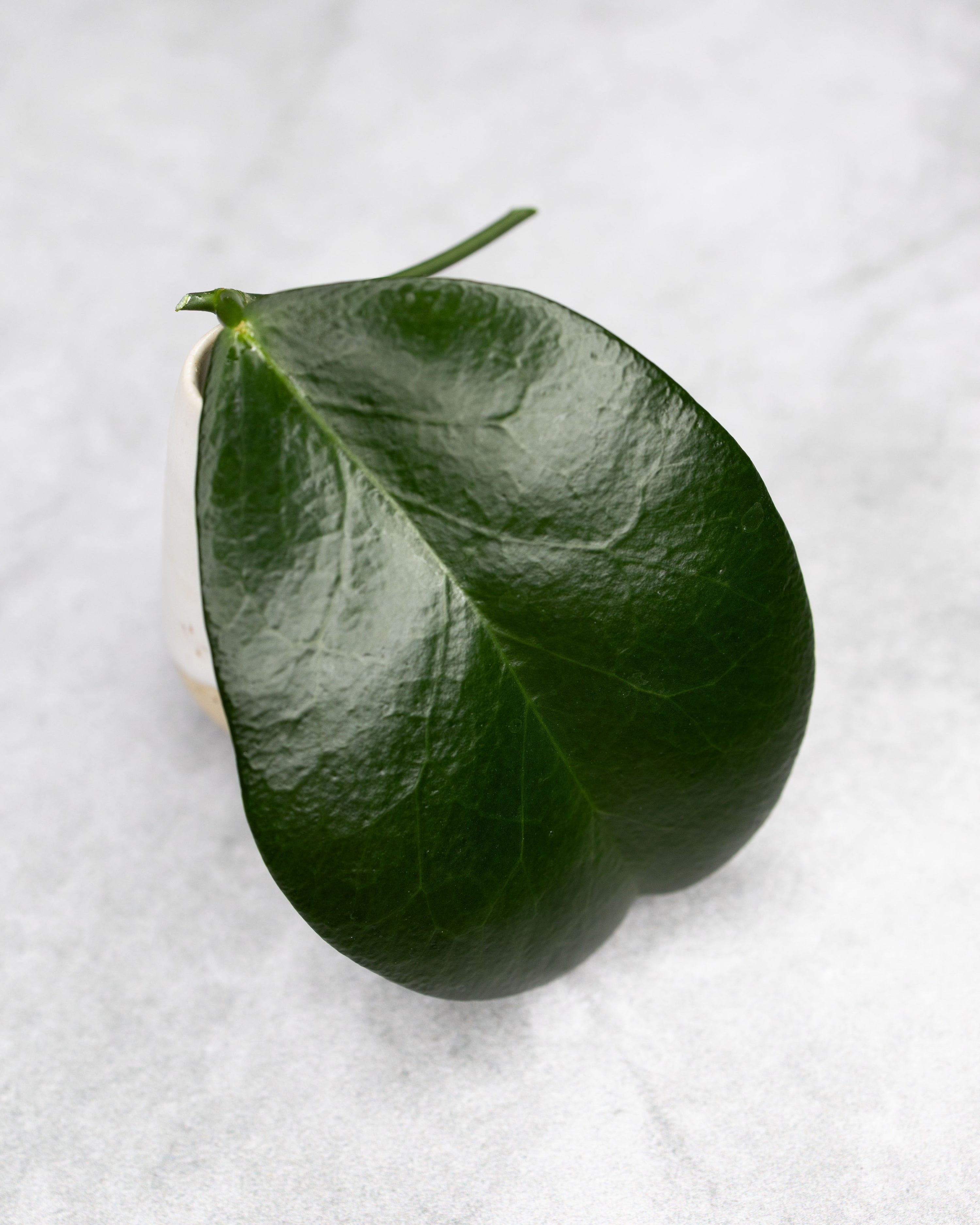 Hoya dischorensis