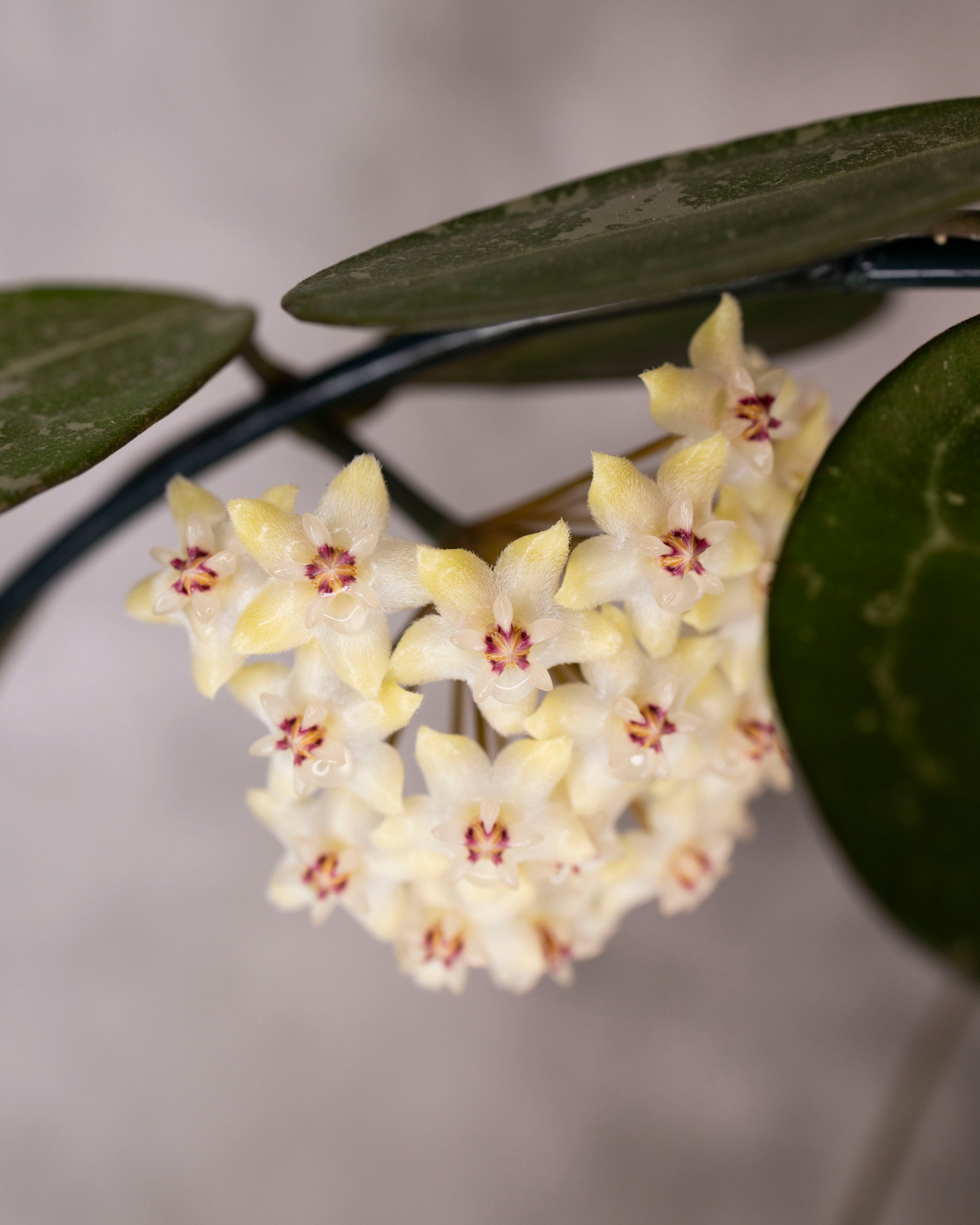 Close-up of a cluster of small yellow flowers with green leaves on a blurred background