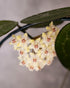 Close-up of a cluster of small yellow flowers with green leaves on a blurred background