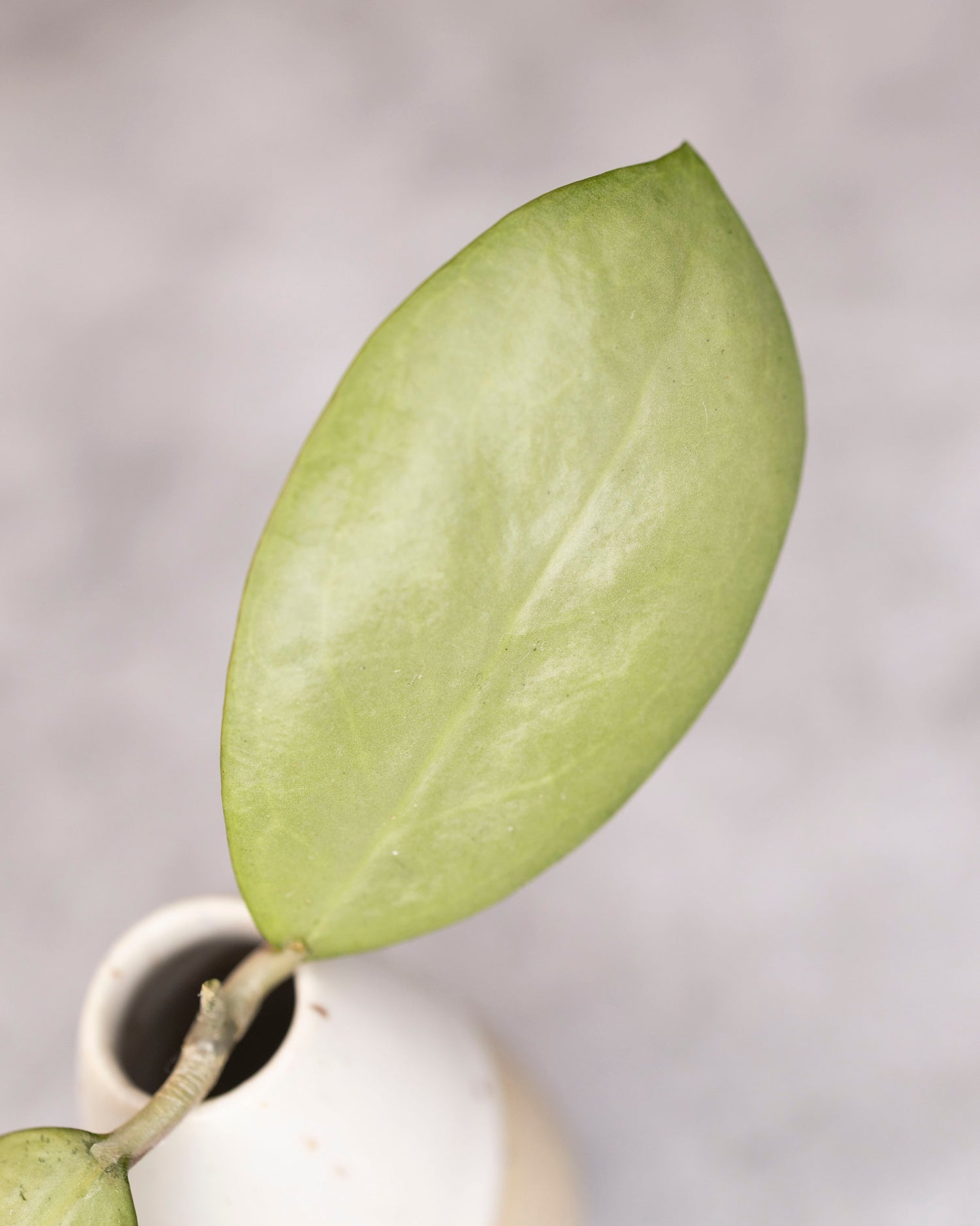 Hoya erythrostemma silver cutting