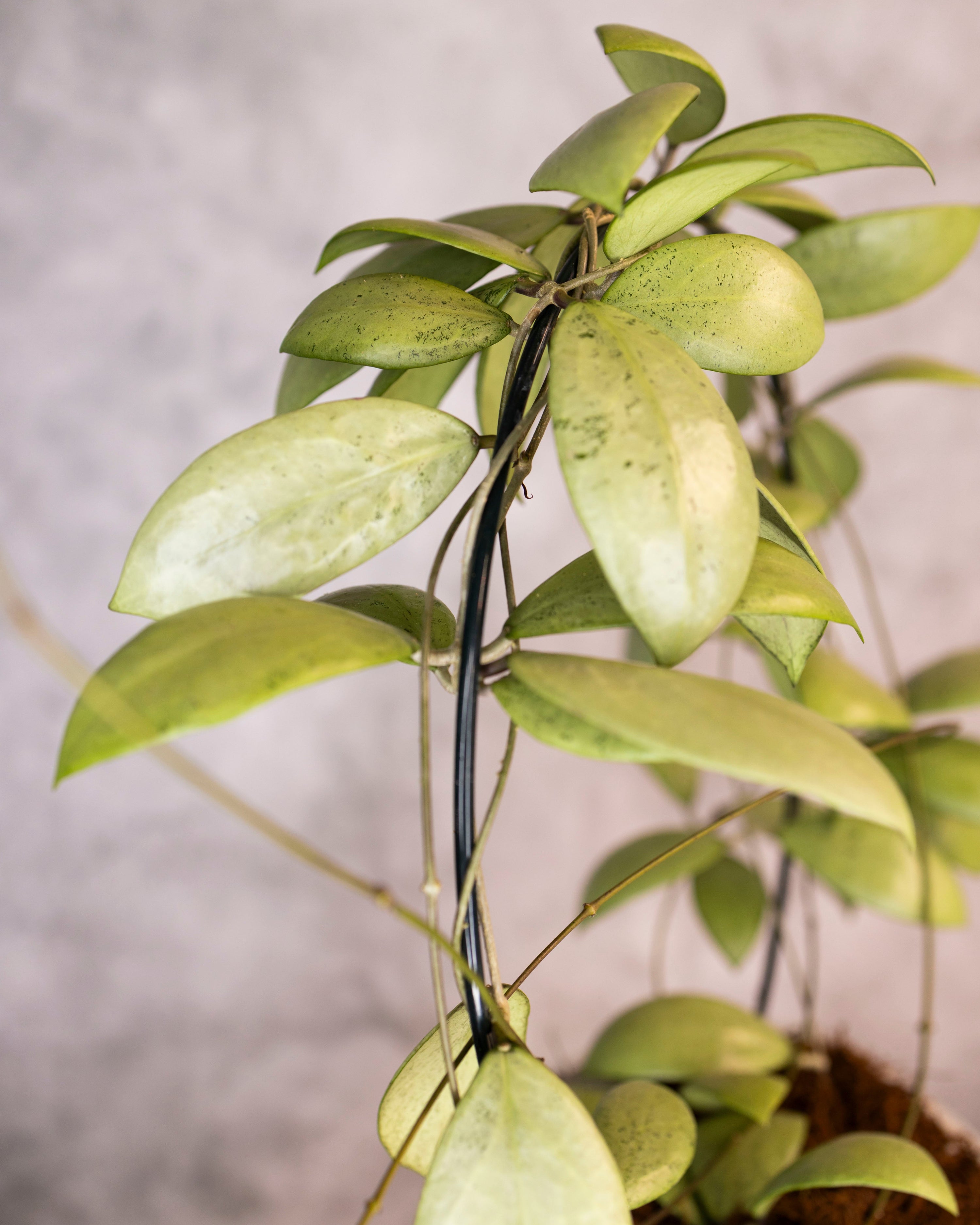 Green plant with a blurred background