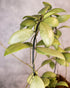 Green plant with a blurred background