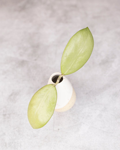 Hoya erythrostemma silver cutting