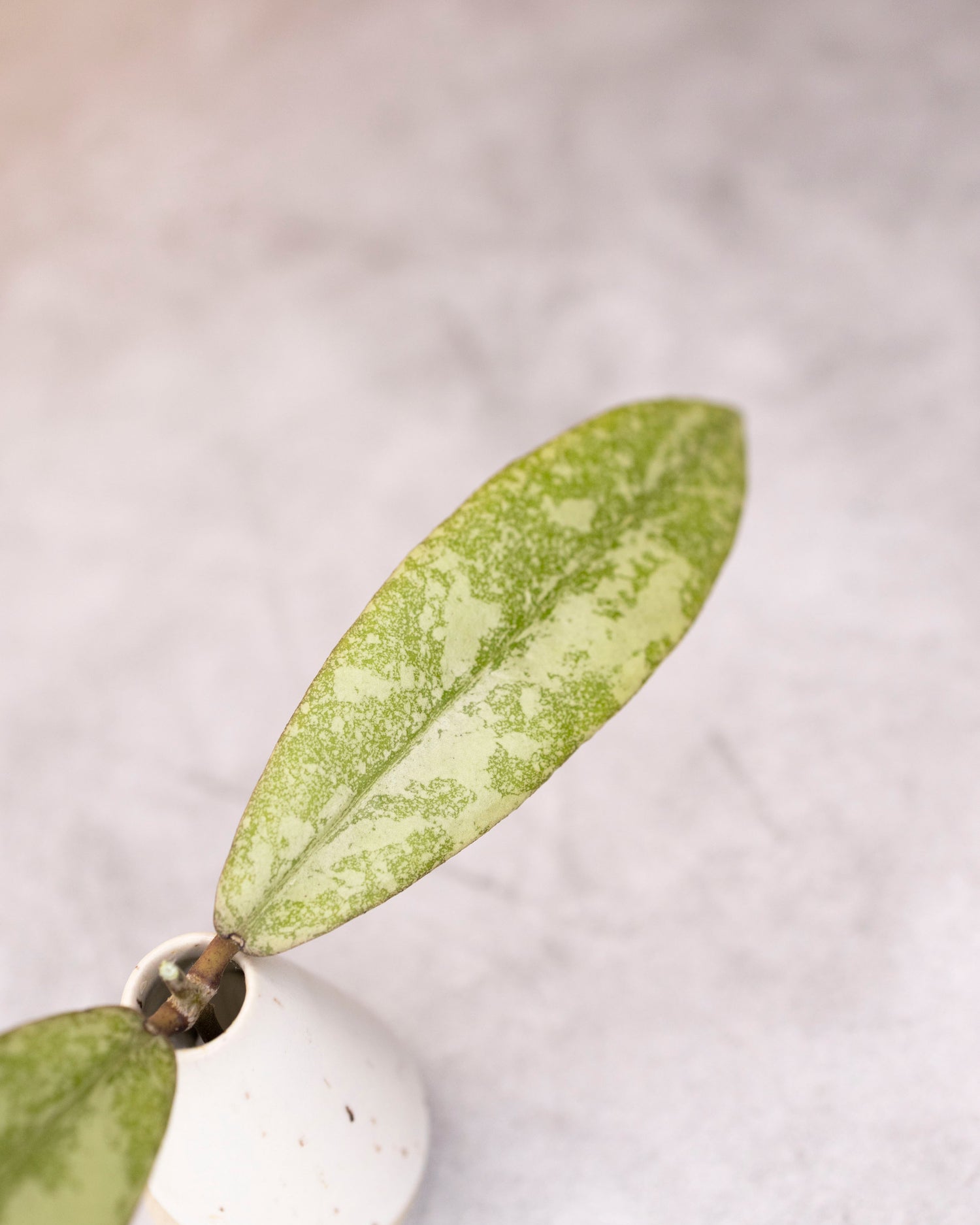 Hoya finlaysonii (silver)