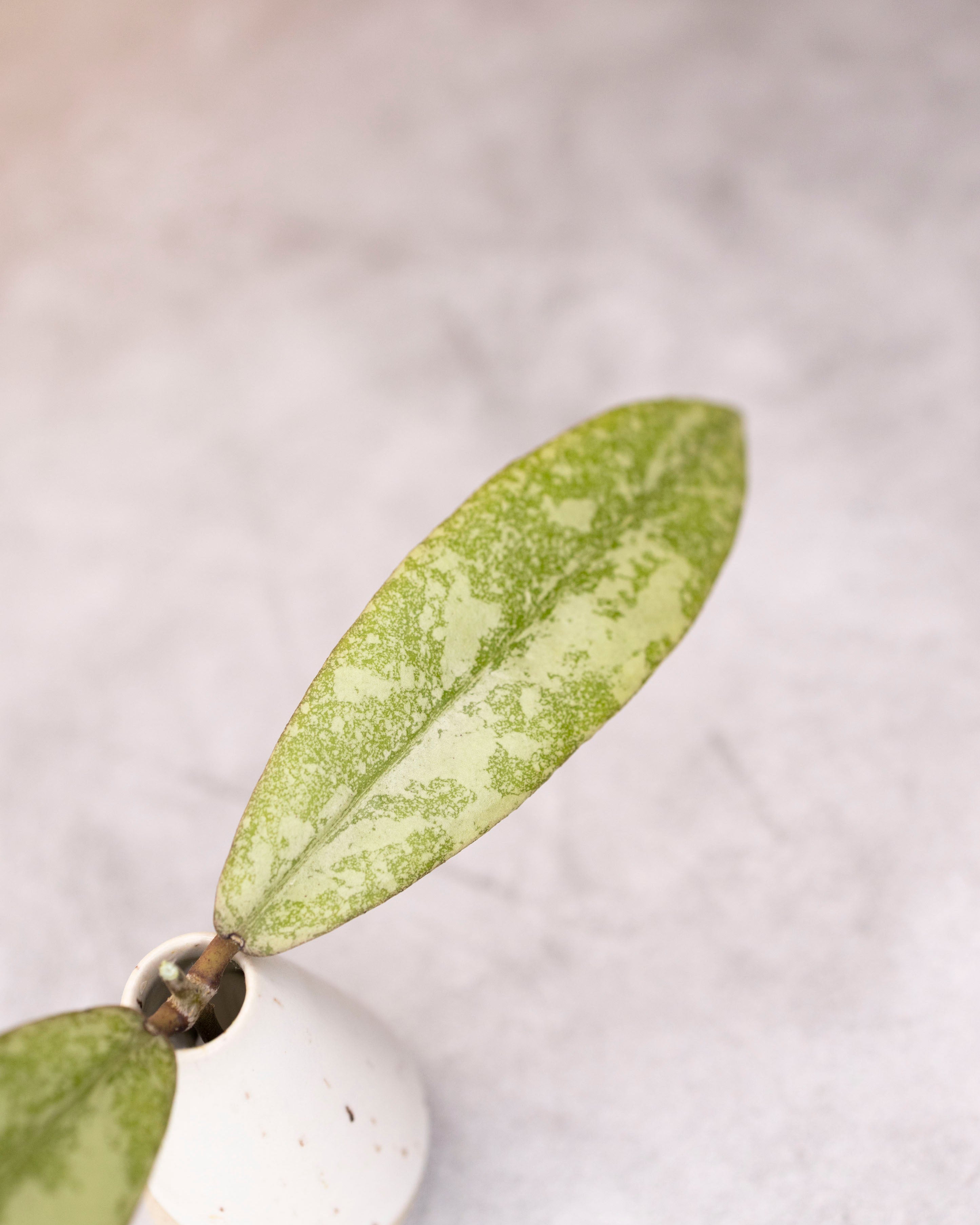 Hoya finlaysonii (silver)