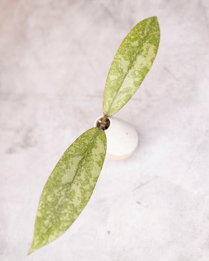 Hoya finlaysonii (silver)