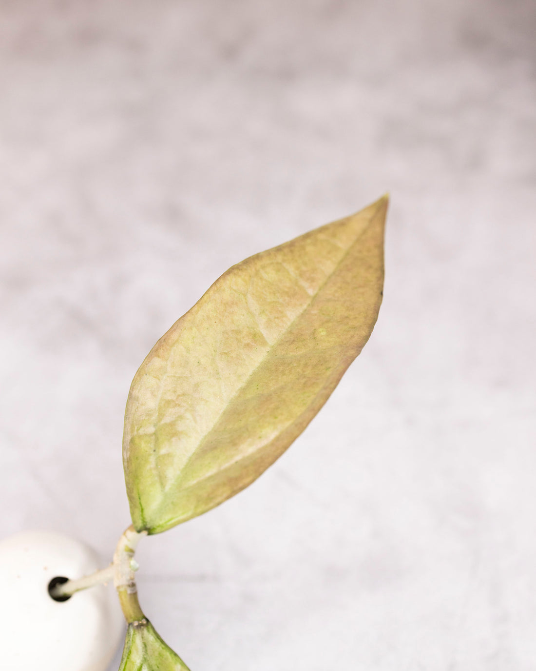 Hoya germany (silver)