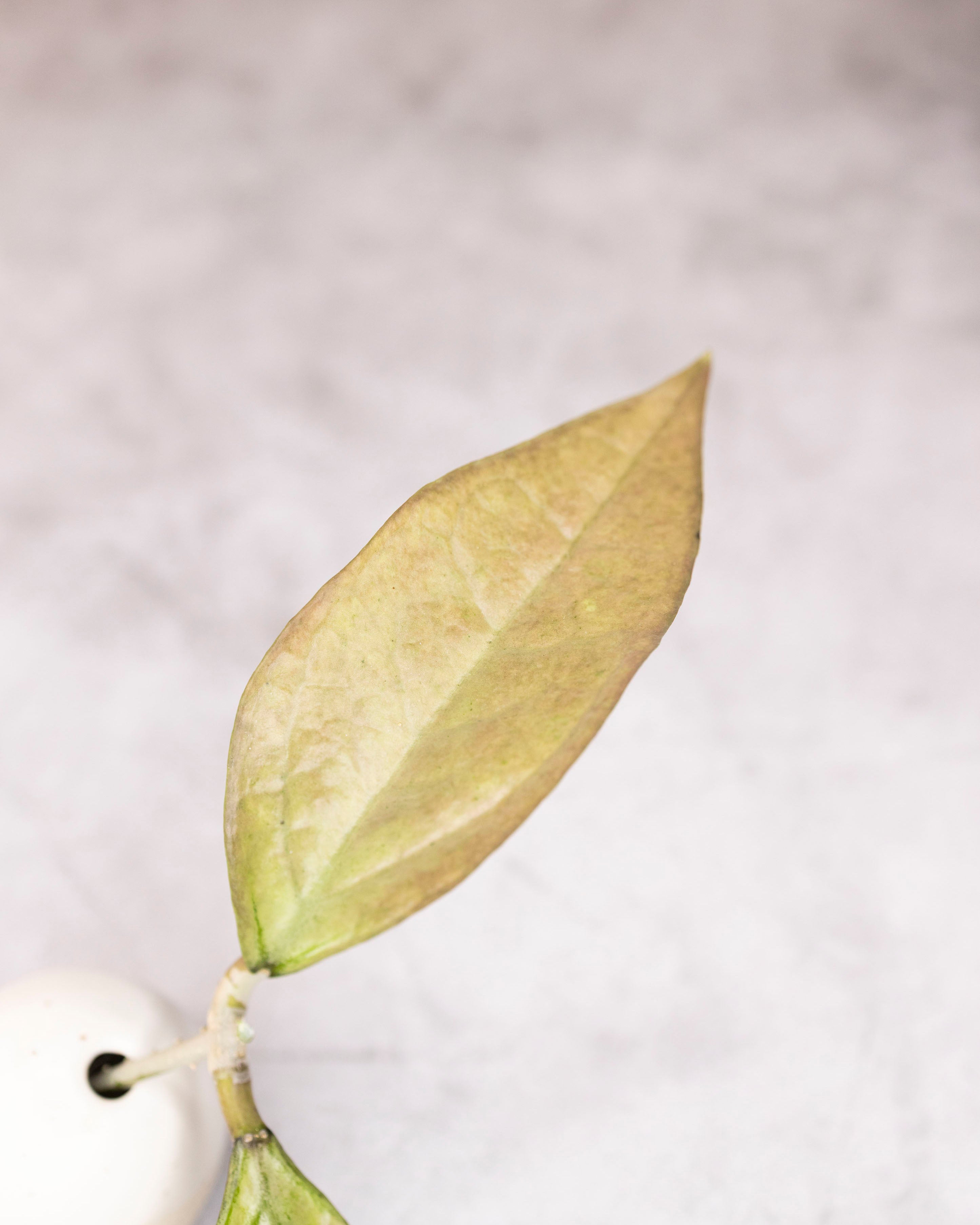 Hoya germany (silver)