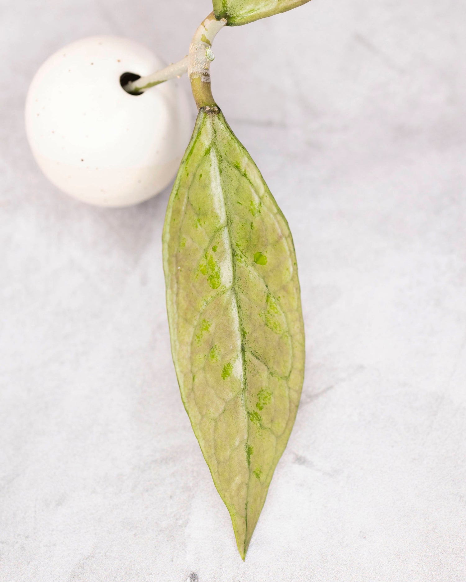 Hoya germany (silver)