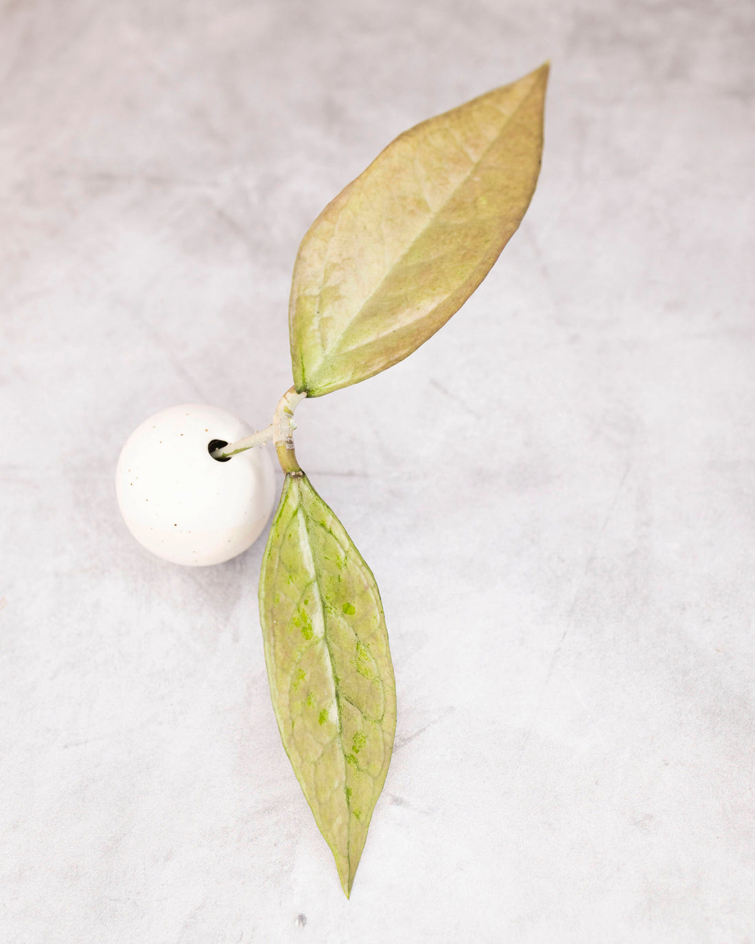 Hoya germany (silver)