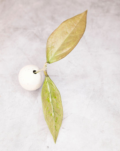 Hoya germany (silver)