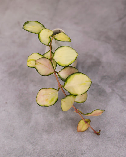 Hoya heuschkeliana (Variegated)