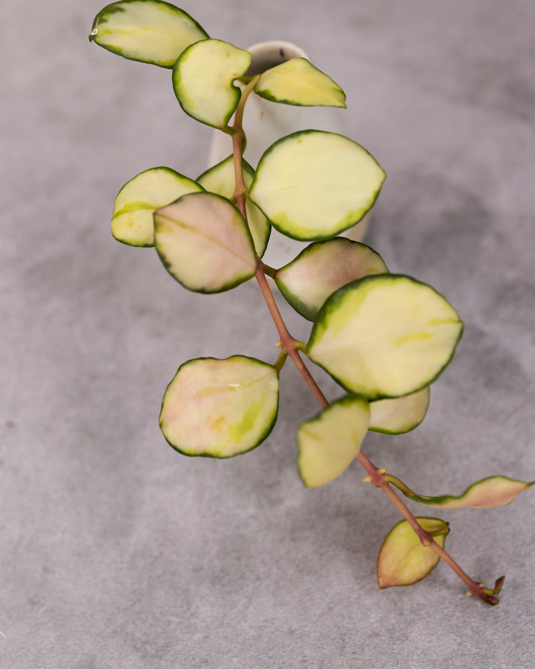 Hoya heuschkeliana (Variegated)