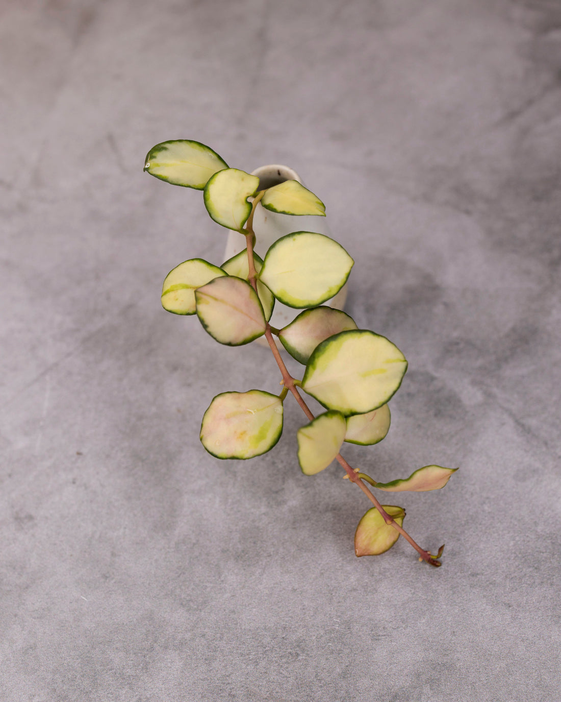 Hoya heuschkeliana (Variegated)