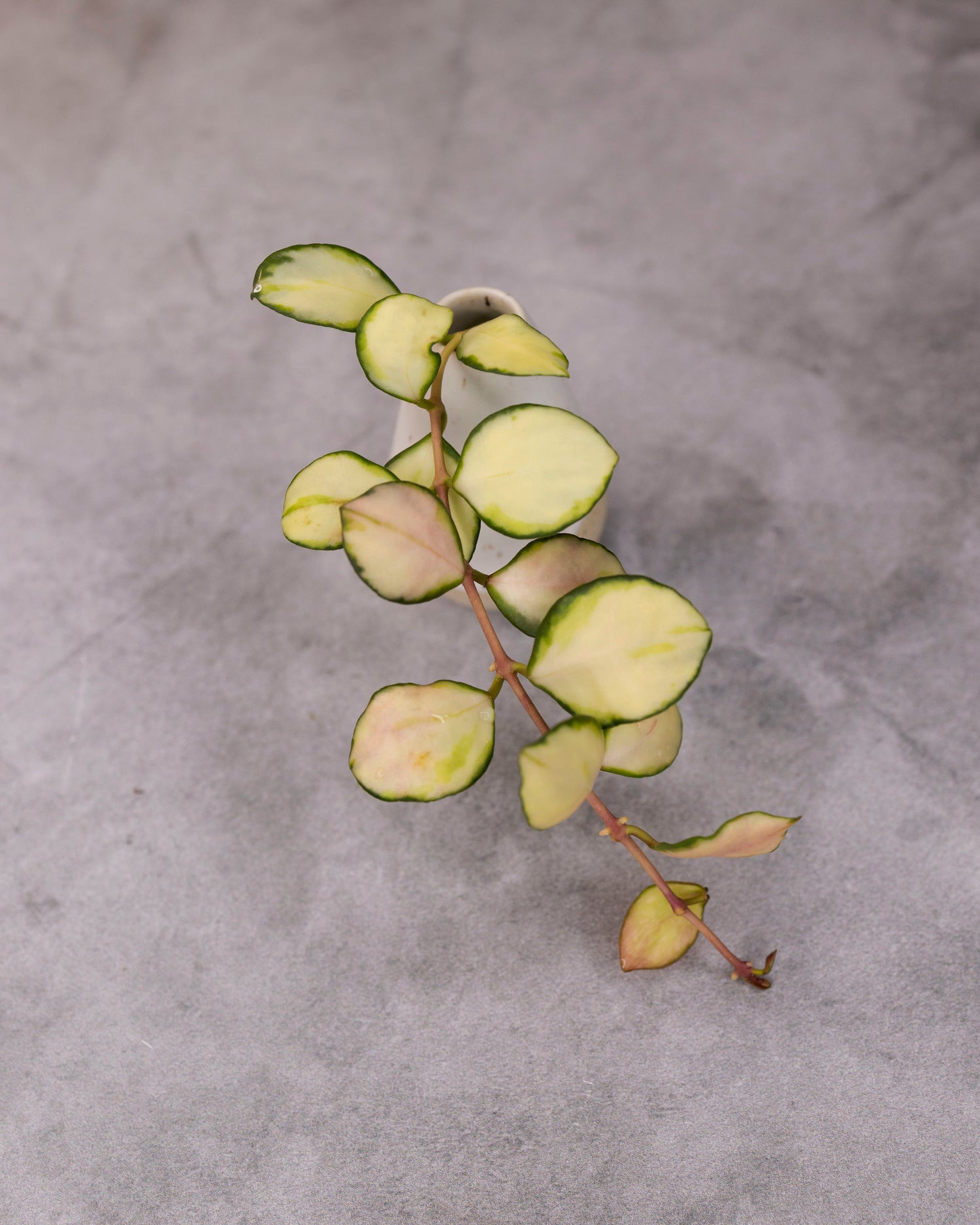 Hoya heuschkeliana (Variegated)