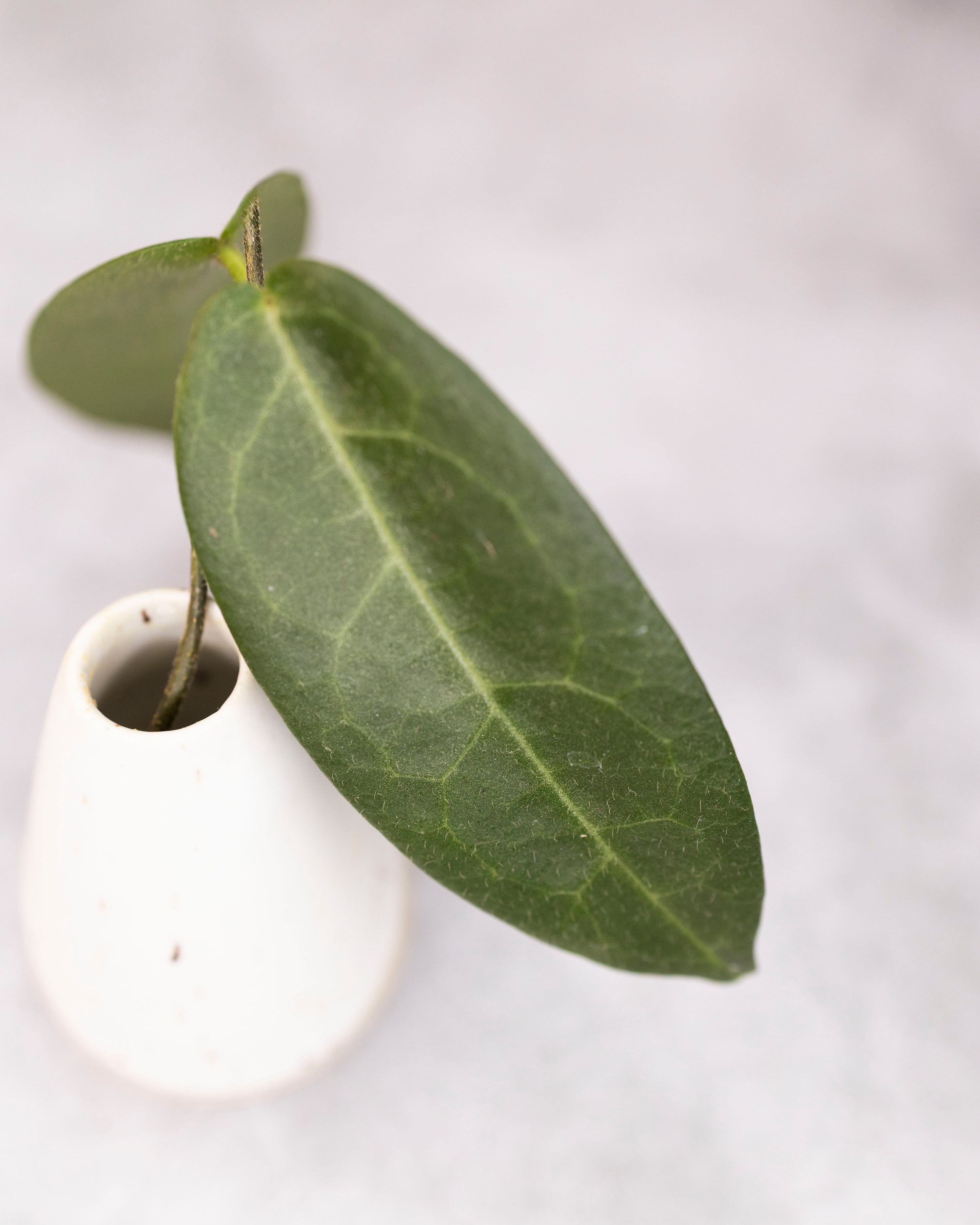 Hoya hypolasia