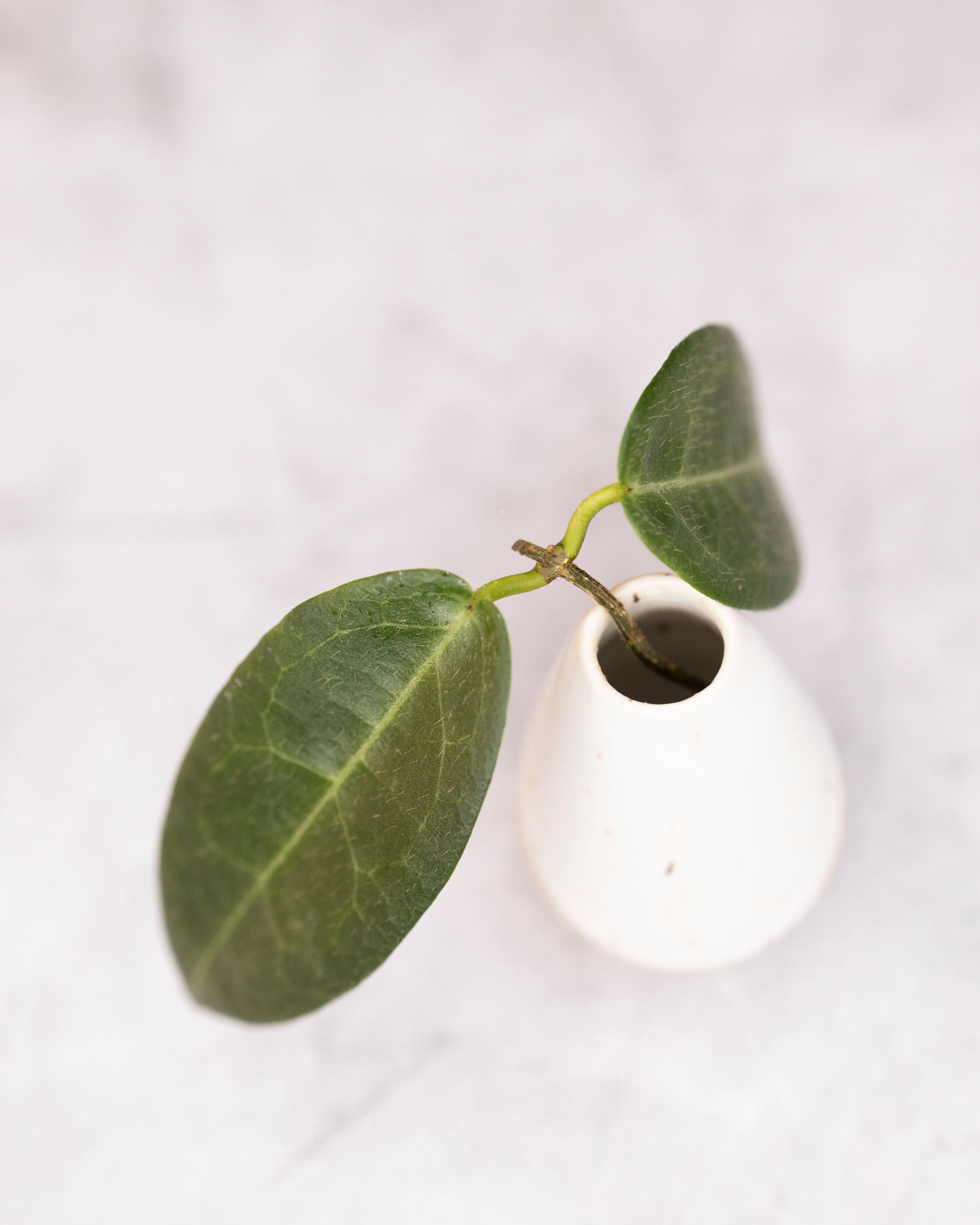 Hoya hypolasia