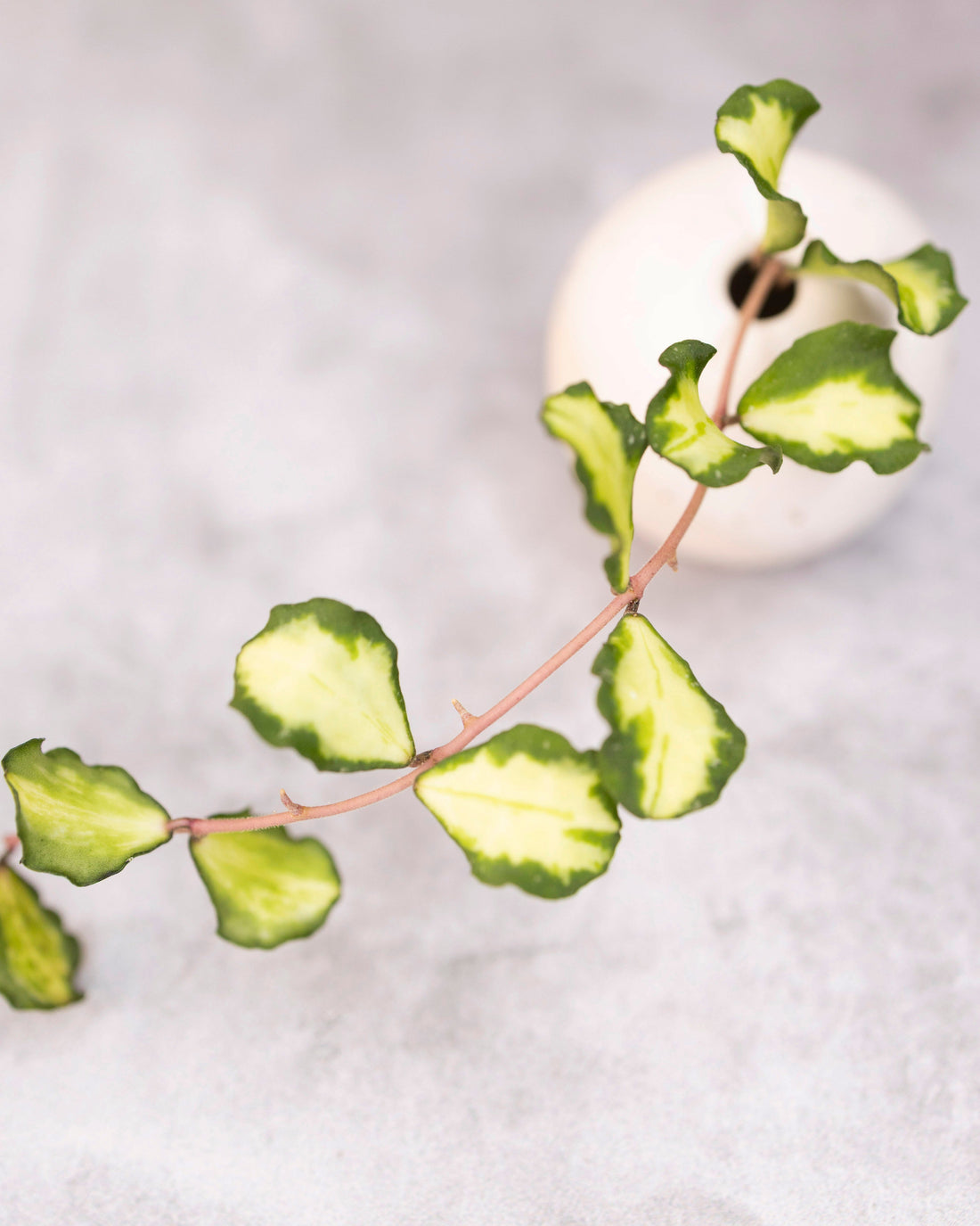 Hoya kanyakumariana (variegated)