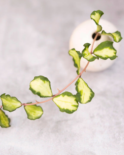 Hoya kanyakumariana (variegated)
