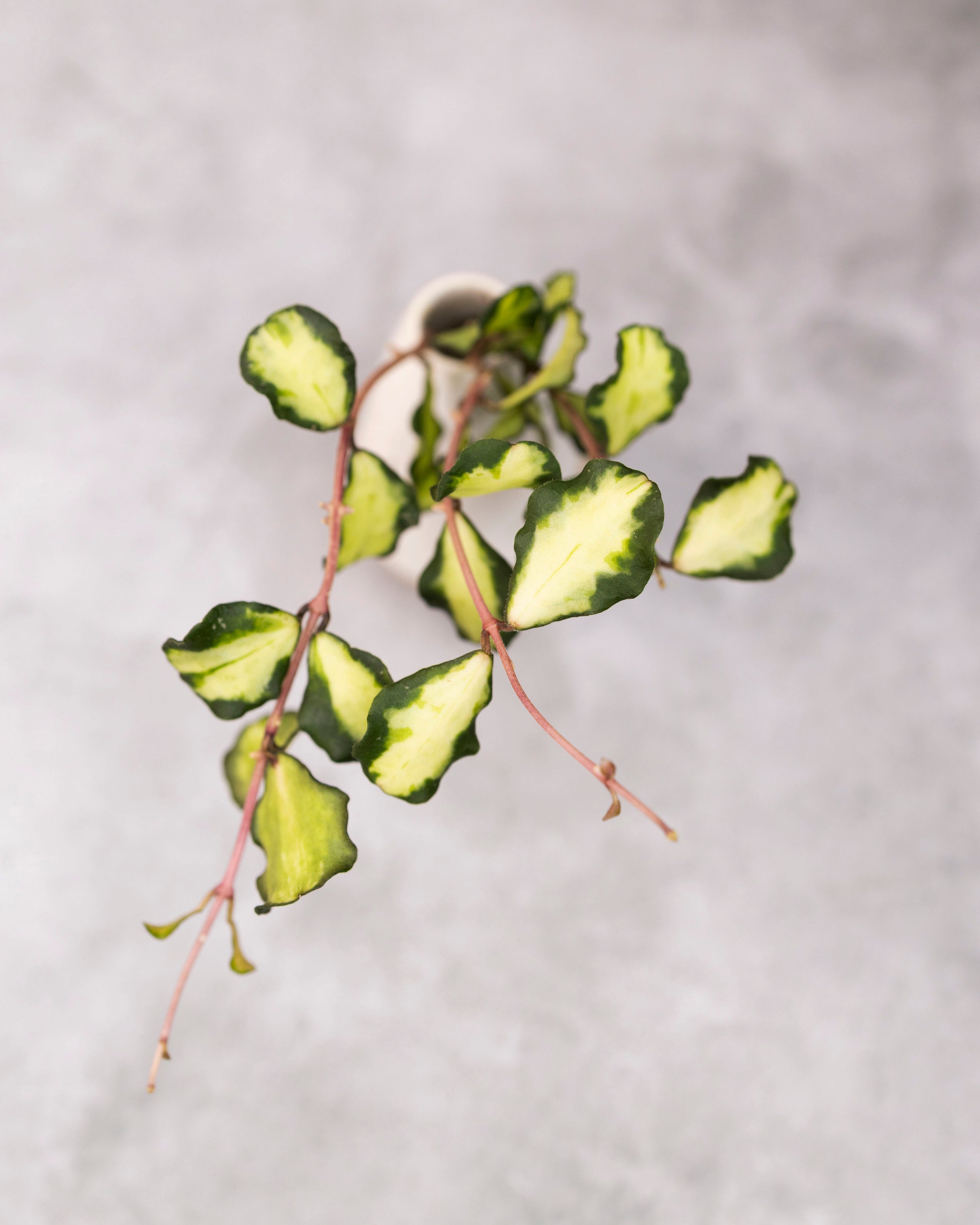 Hoya kanyakumariana (Variegated)