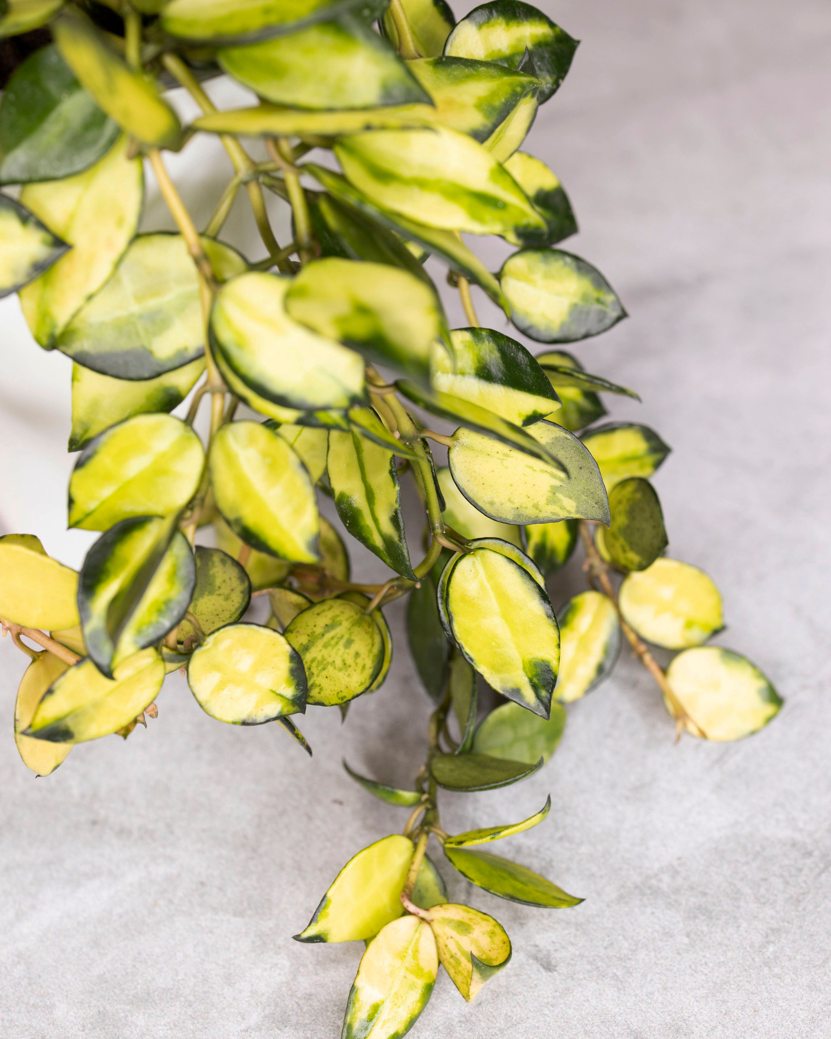 Hoya lacunosa &