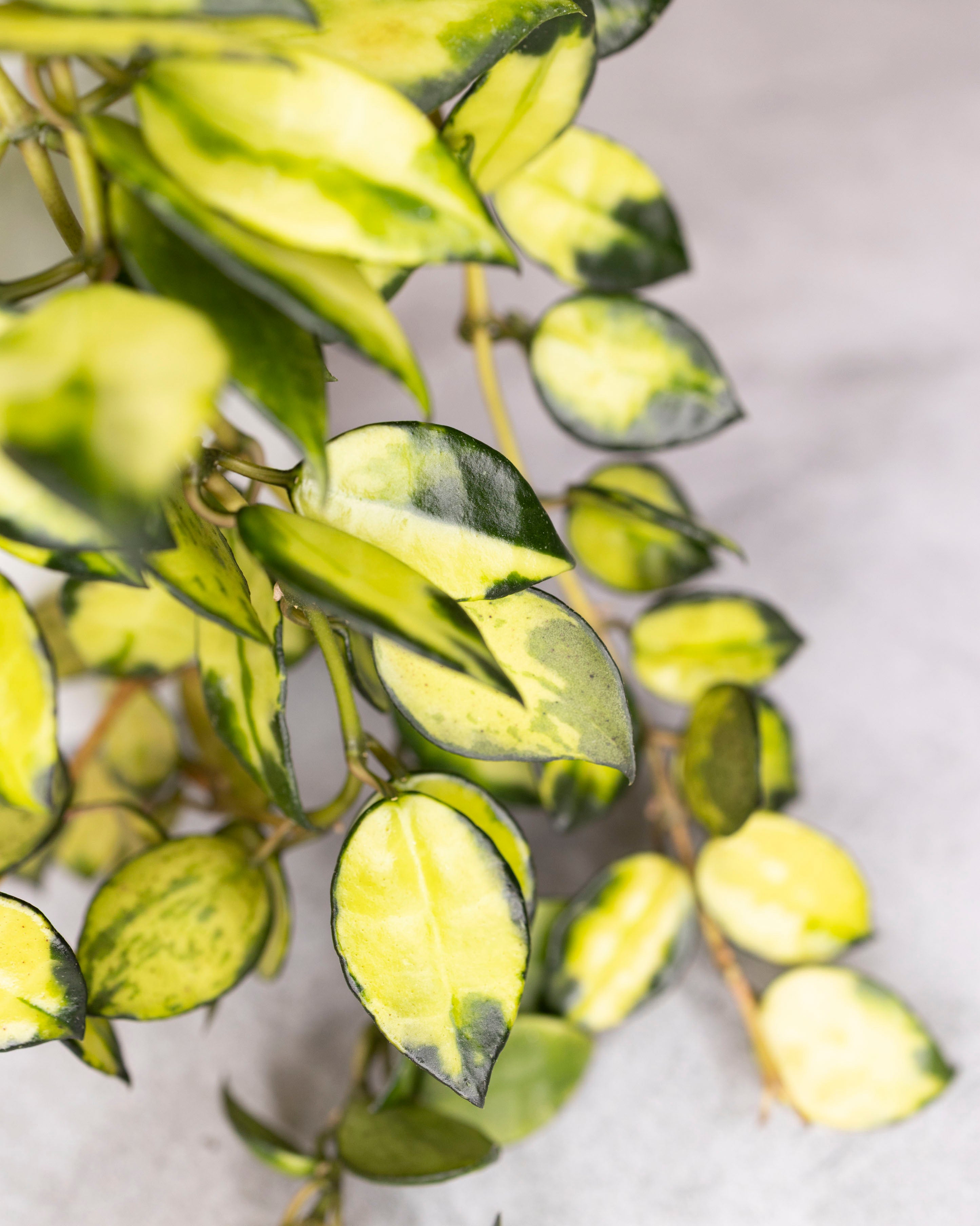 Hoya lacunosa &