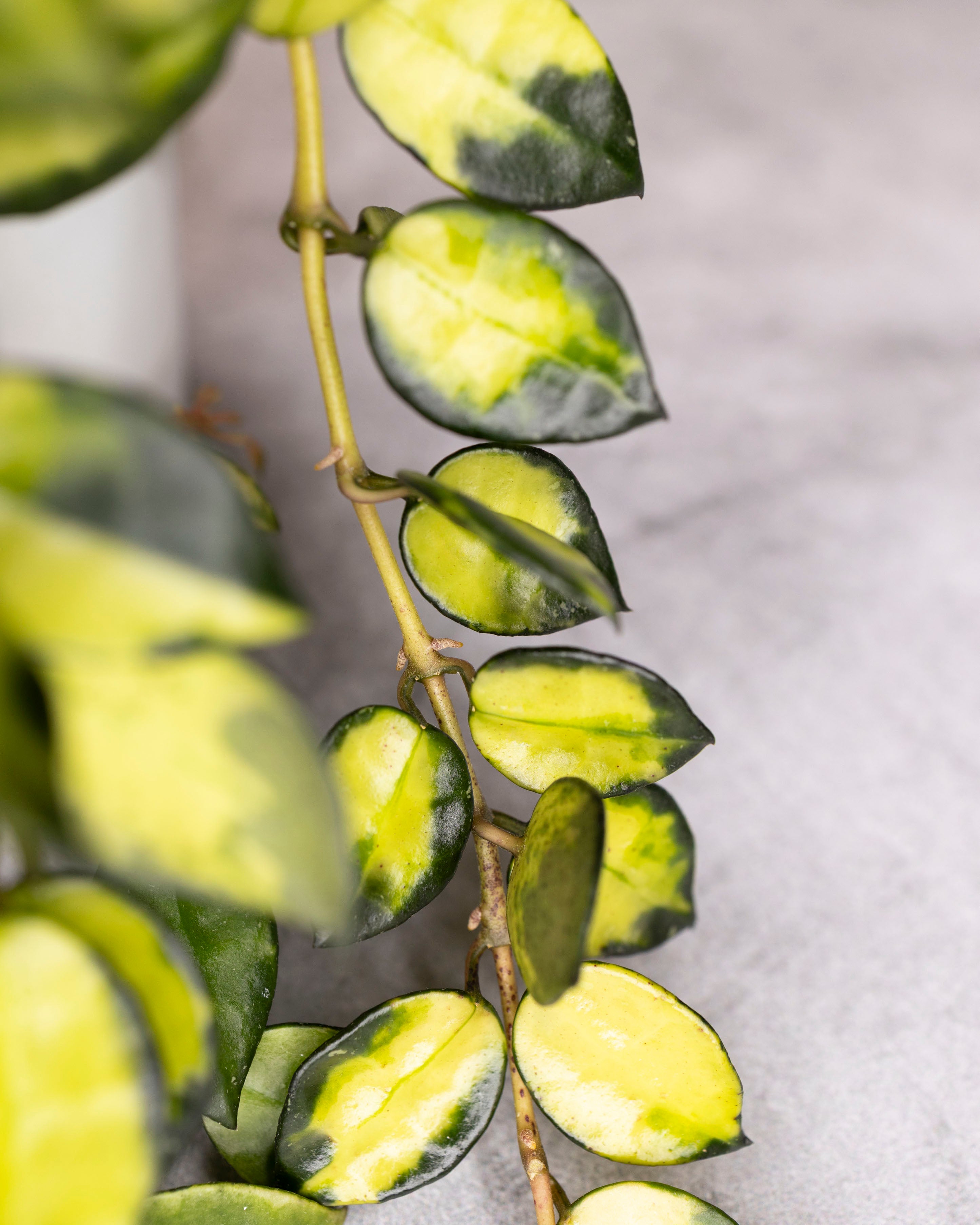 Hoya lacunosa &