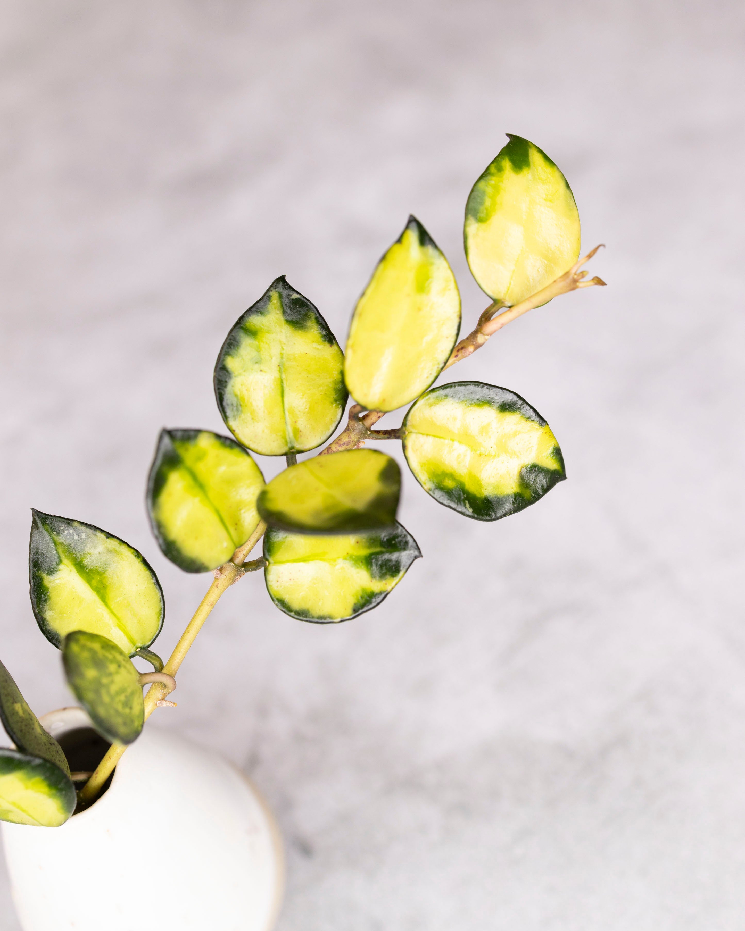 Hoya lacunosa &