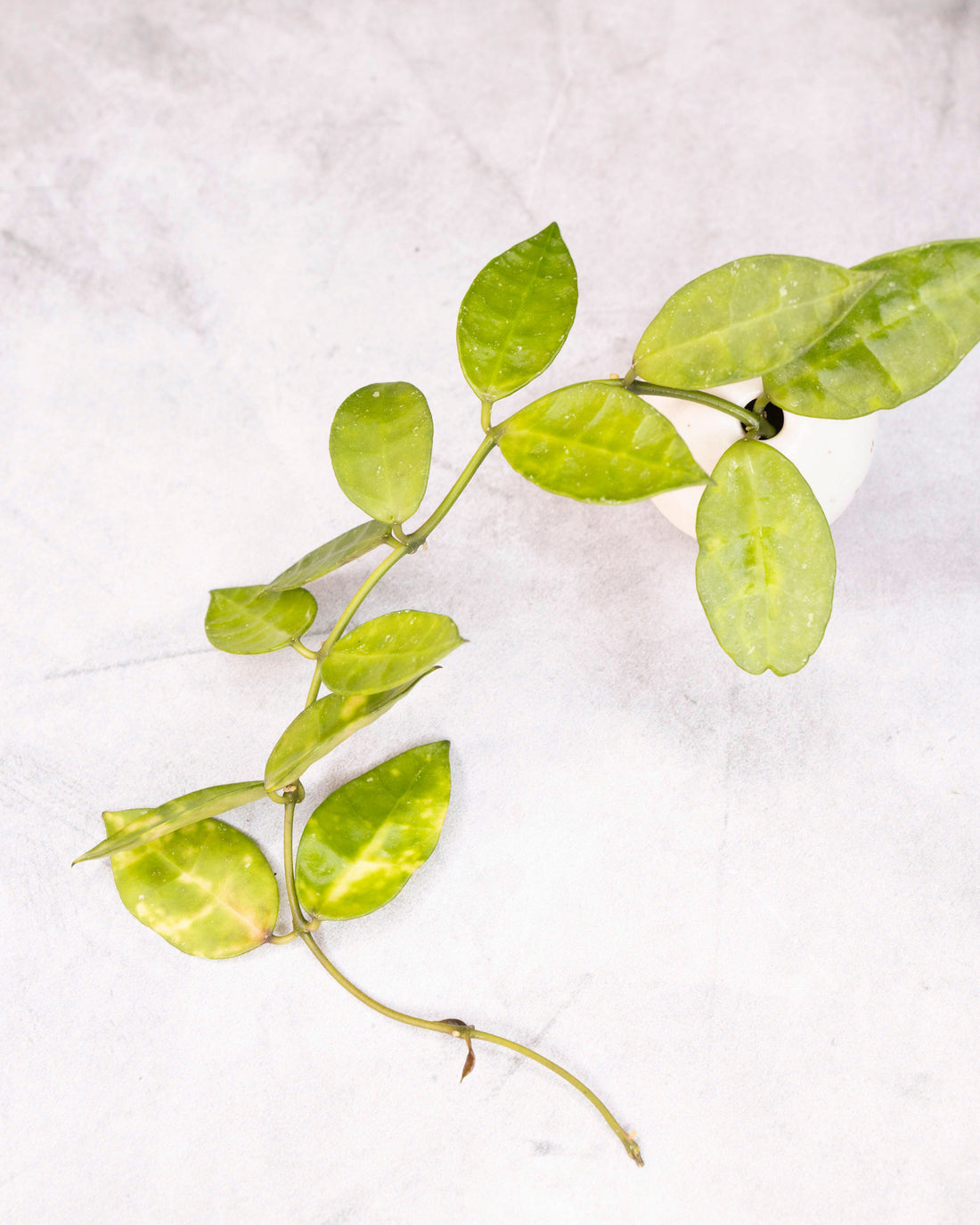 Green leafy branch on a white background