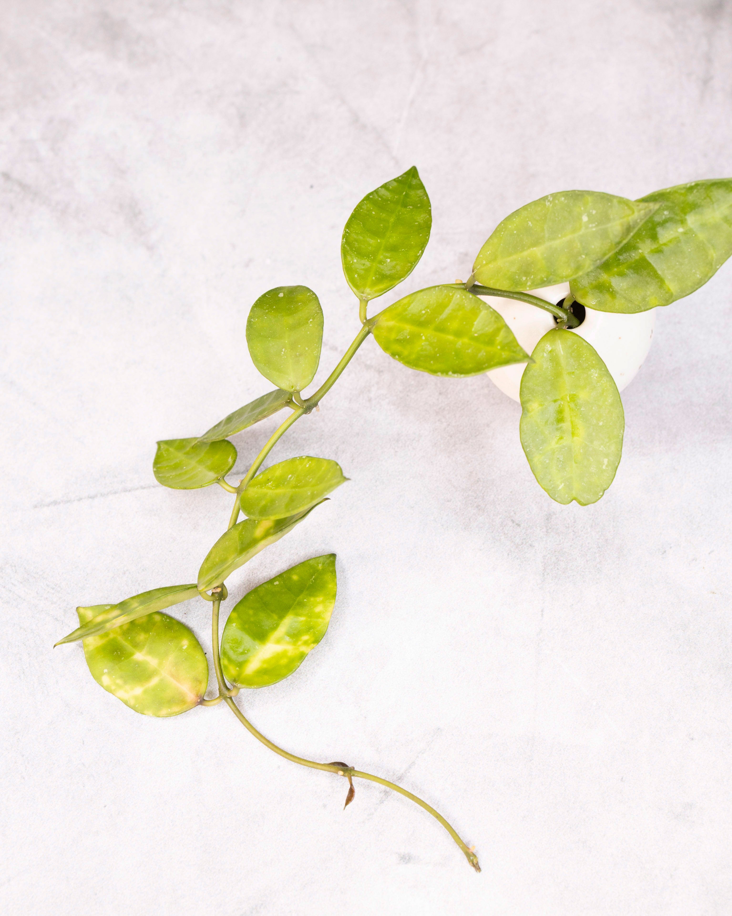 Green leafy branch on a white background