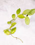 Green leafy branch on a white background