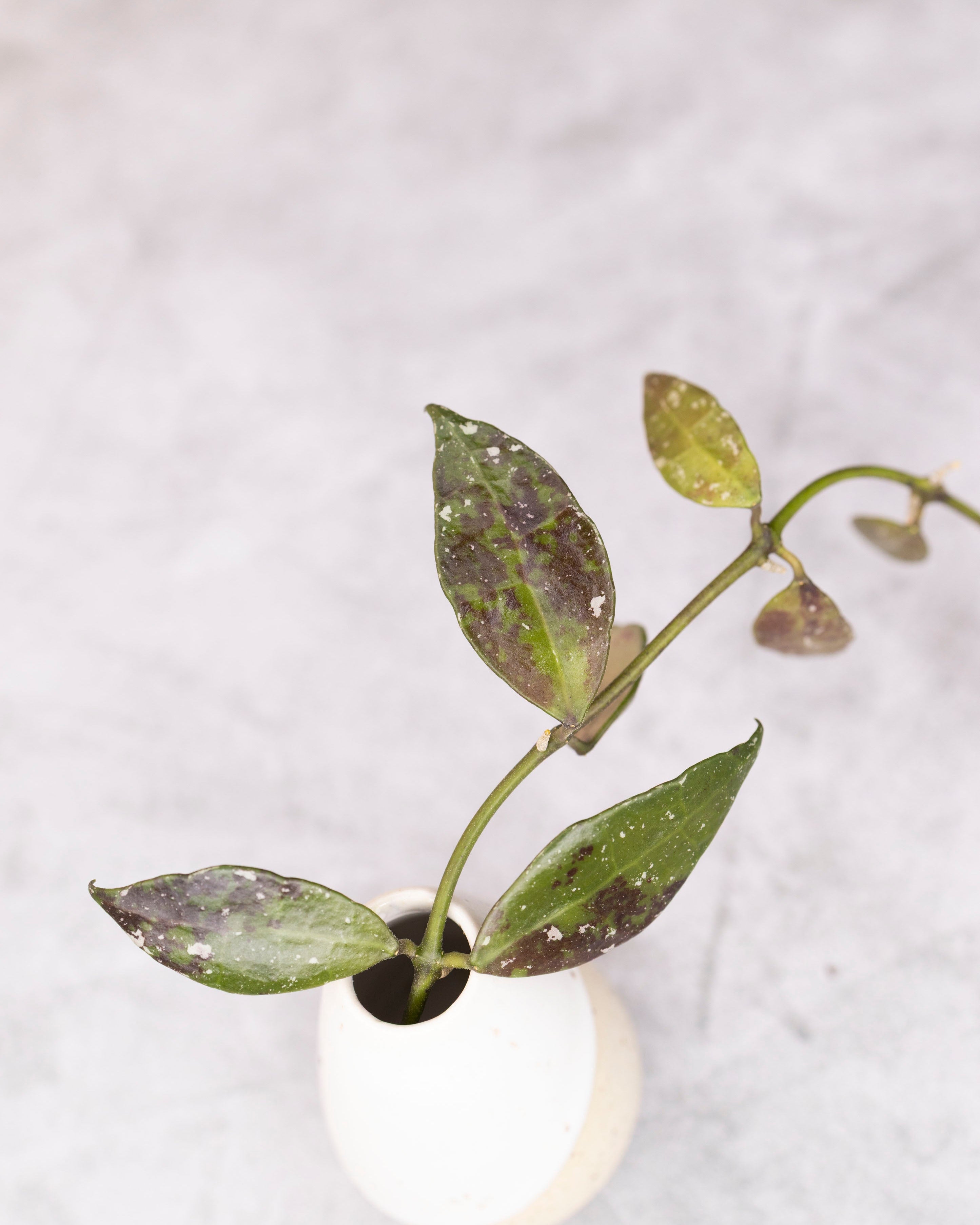 Small plant in a white vase on a light gray background