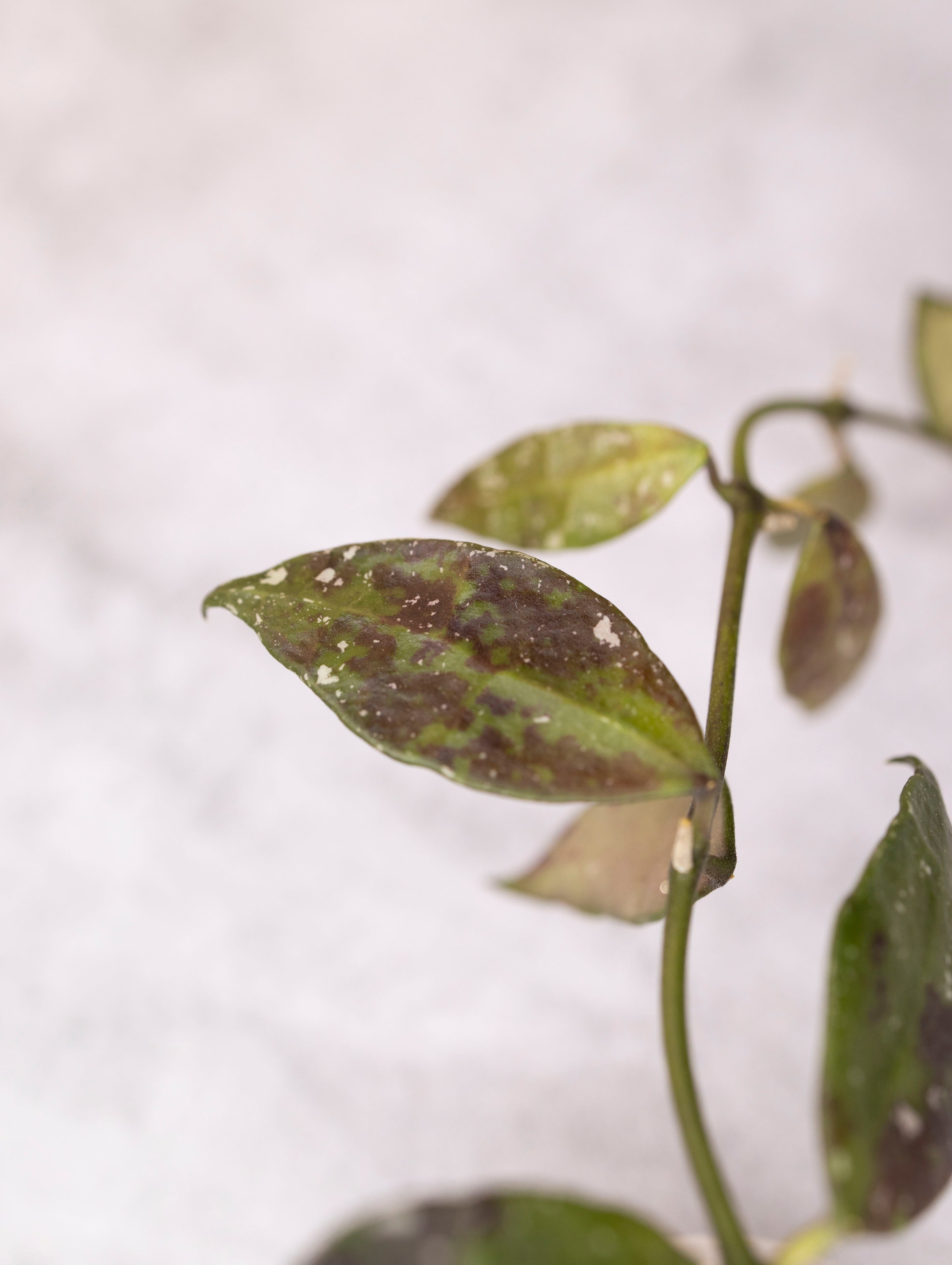Close-up of a plant with brown spots on green leaves against a white background