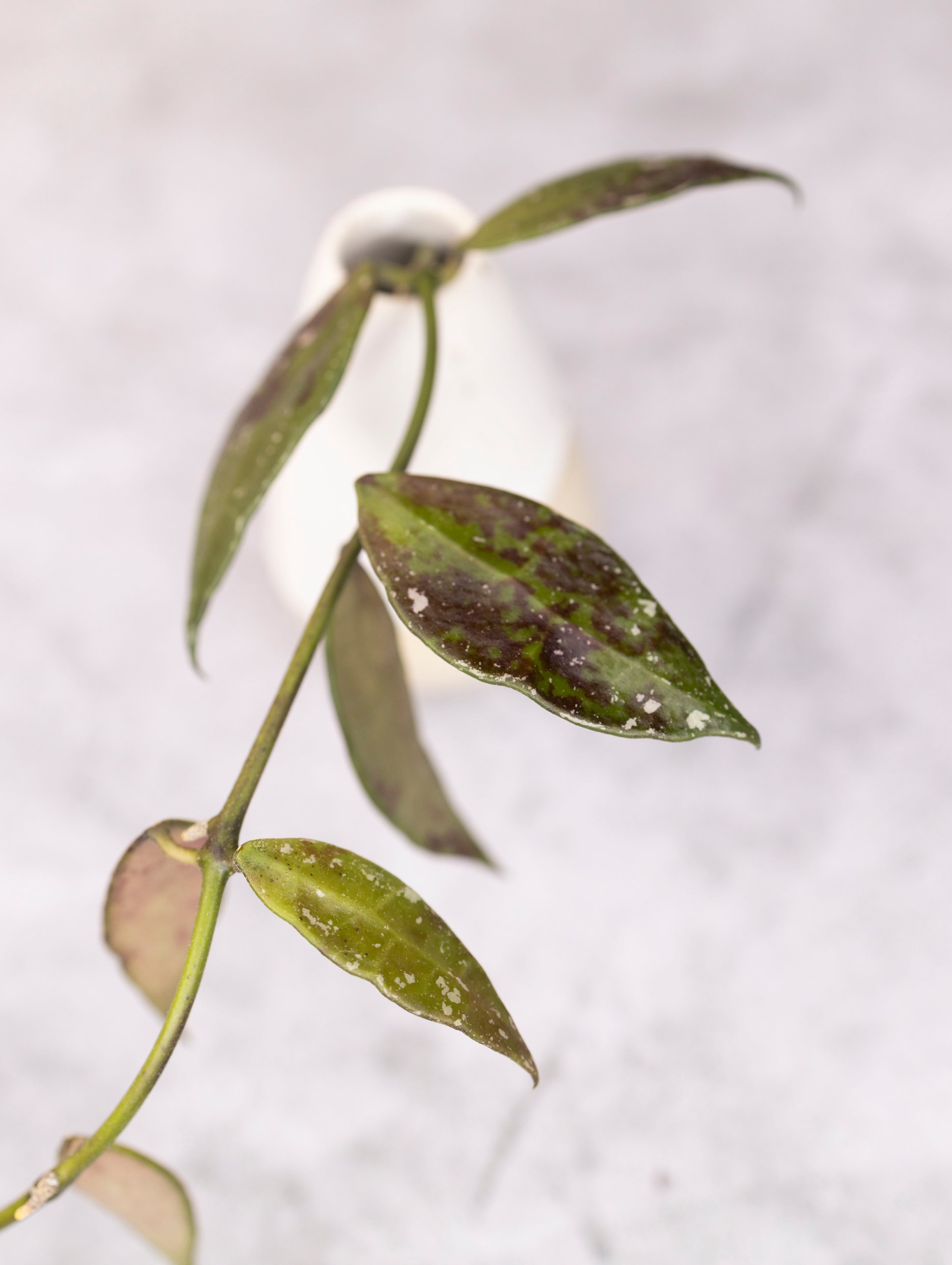 Close-up of a plant stem with leaves on a light gray background
