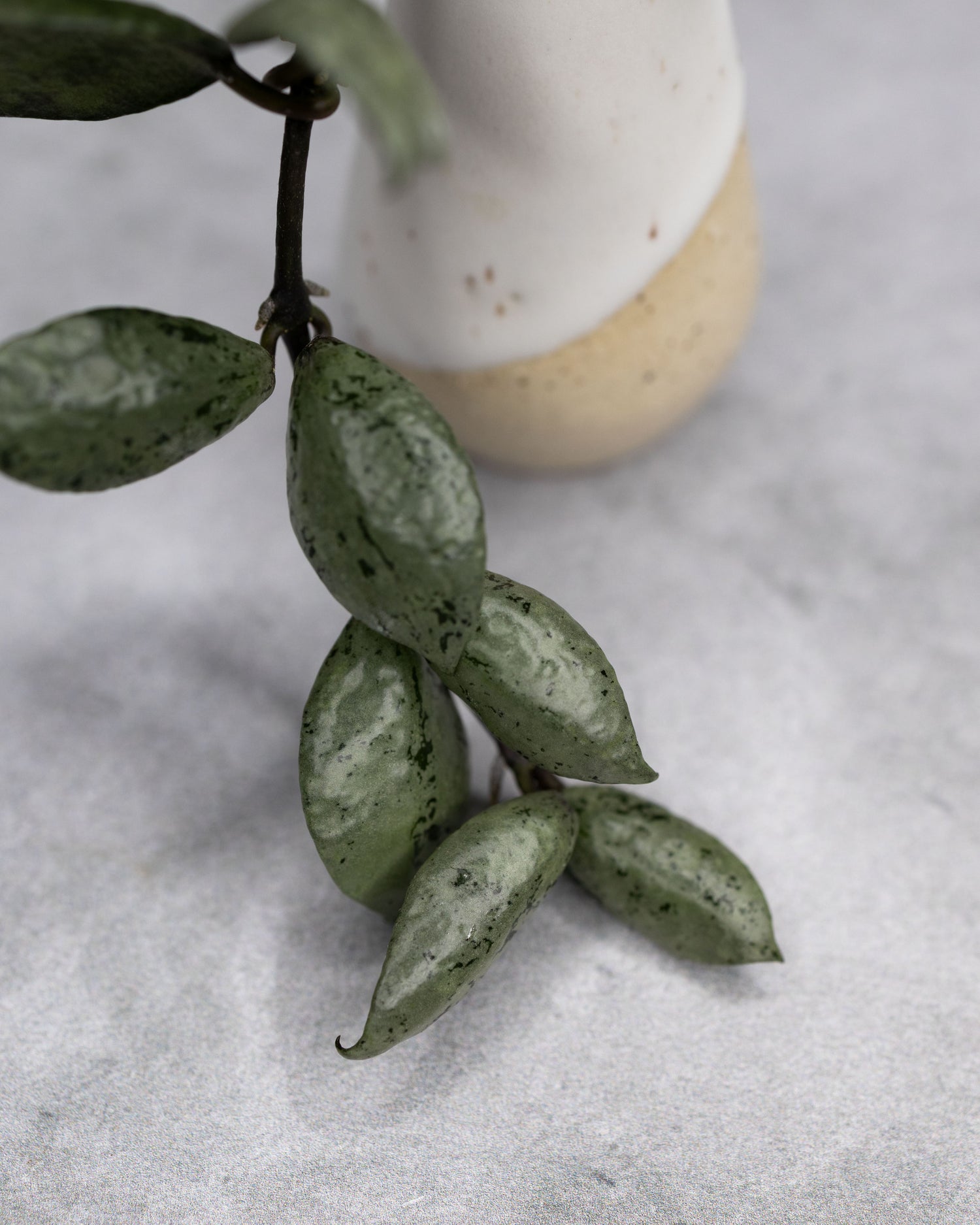 Hoya lacunosa &