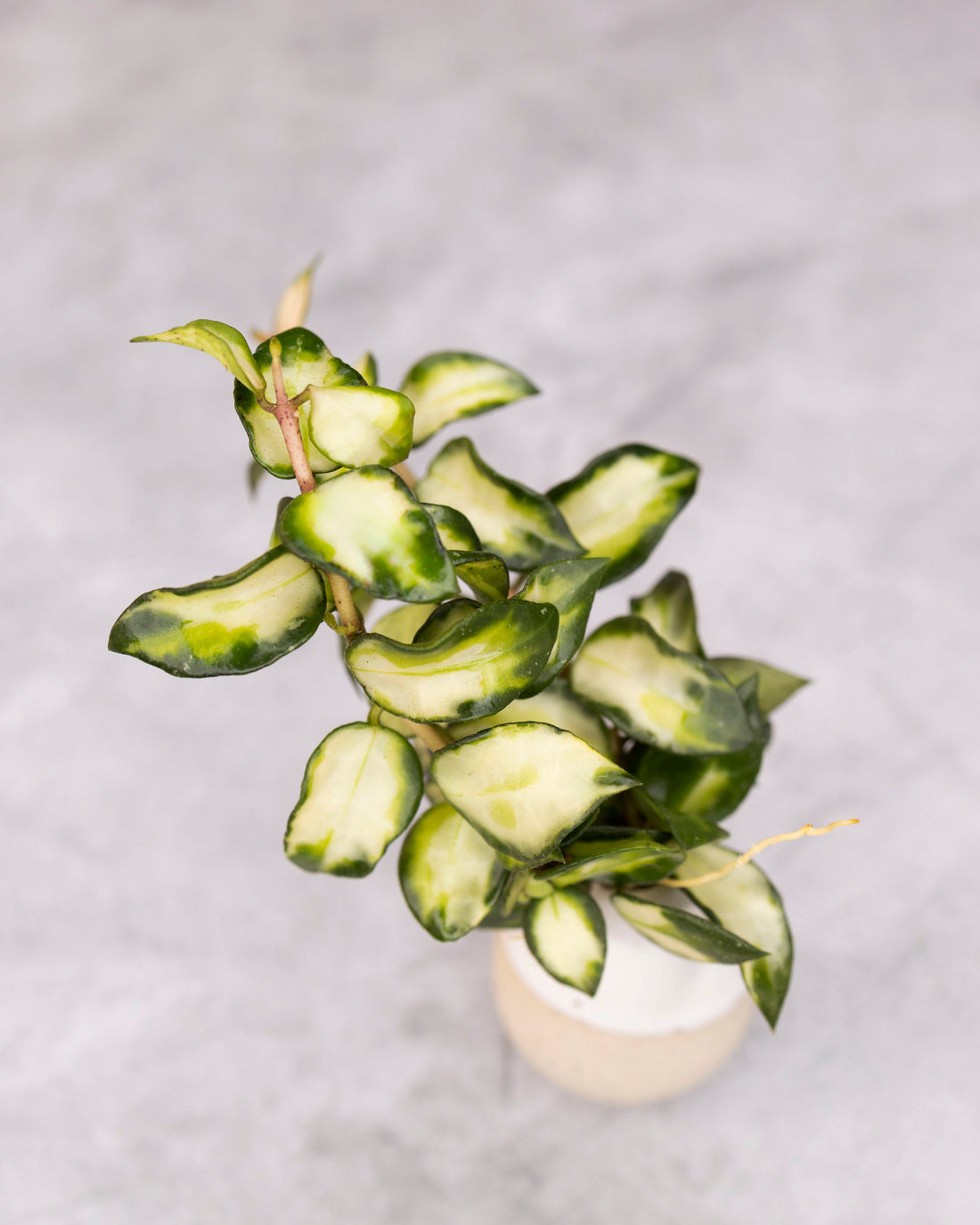 Green leafy plant in a white pot on a light gray background