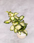 Green leafy plant in a white pot on a light gray background