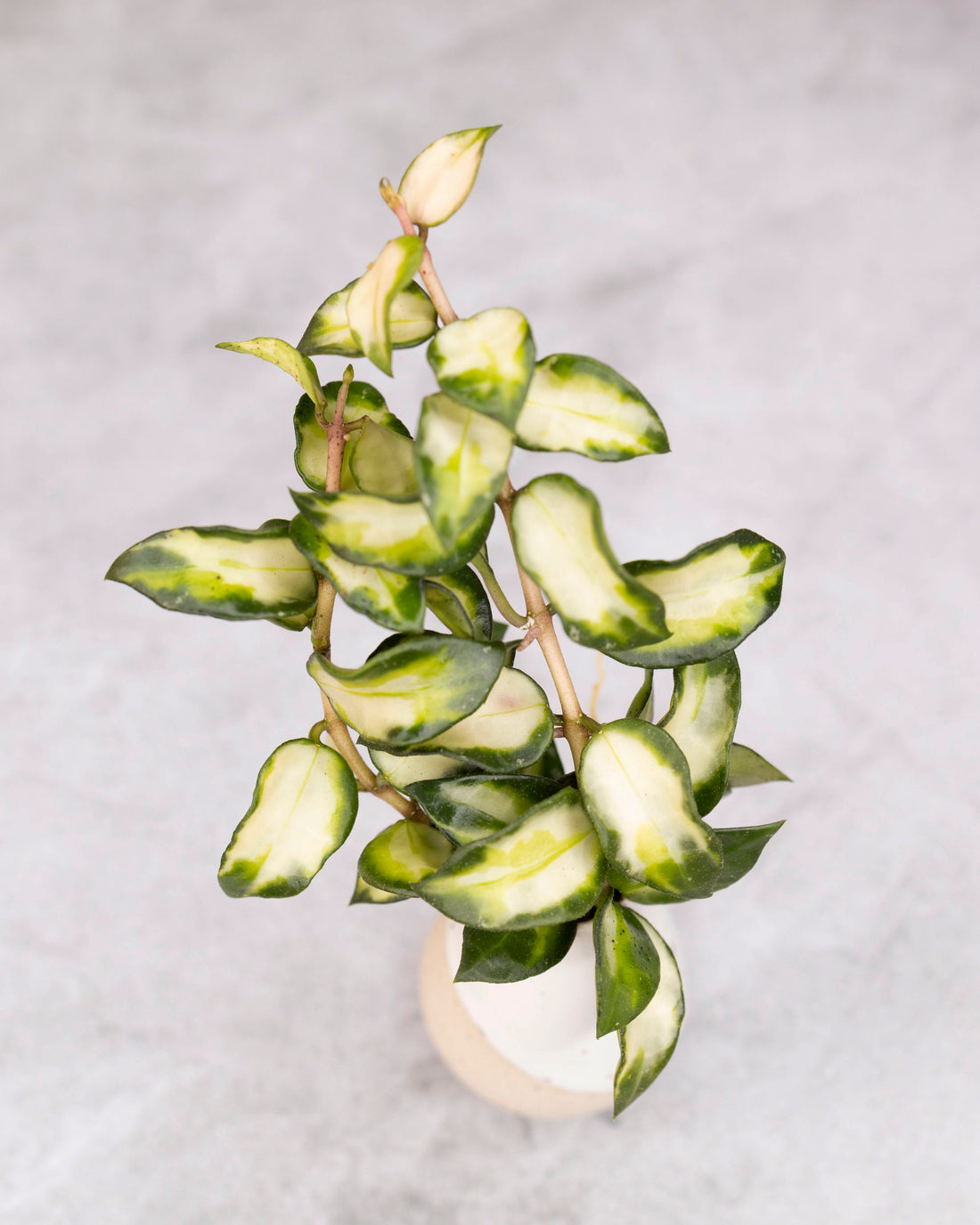 Artificial green plant with white veins in a pot on a gray background