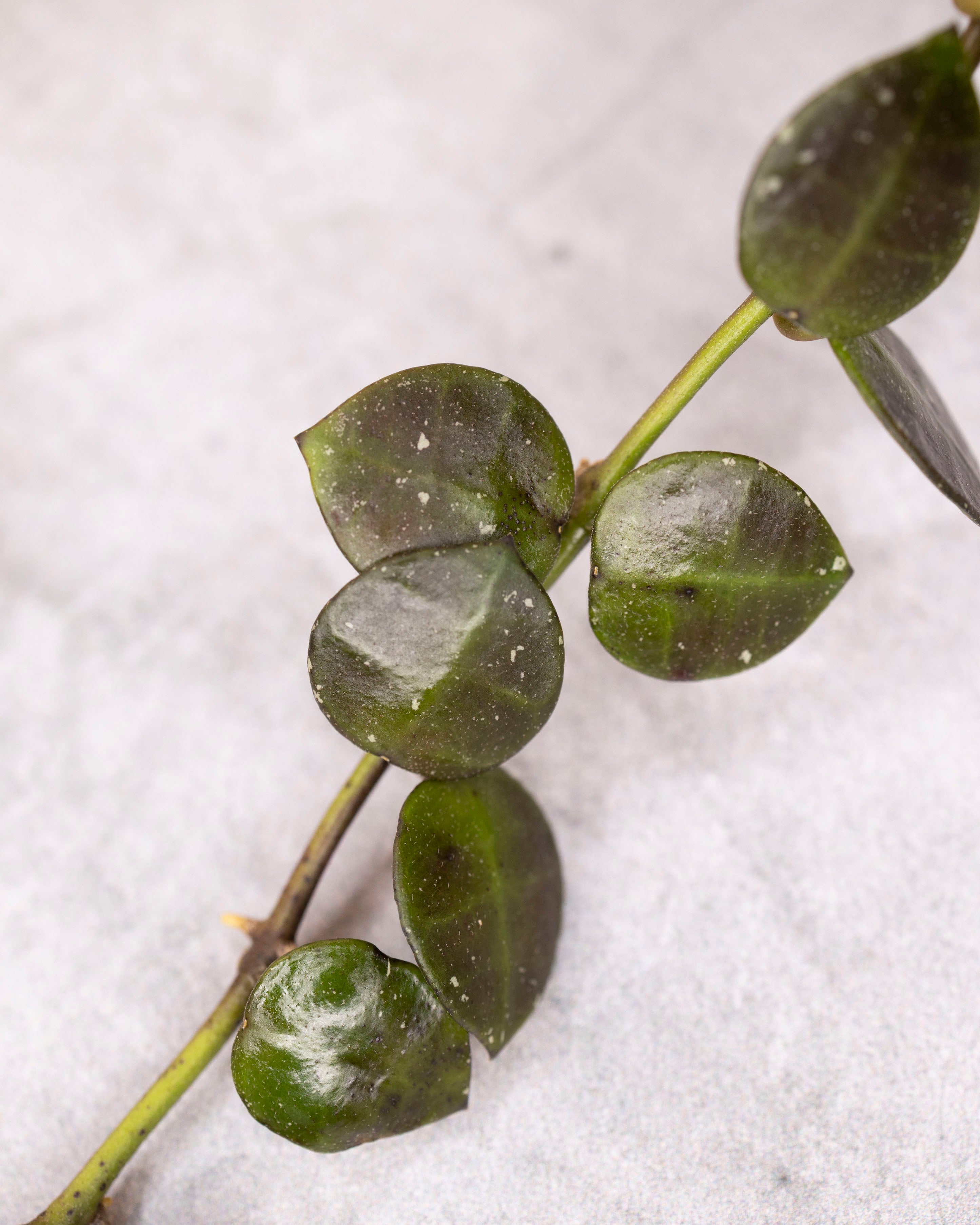 Close-up of green leaves on a white background